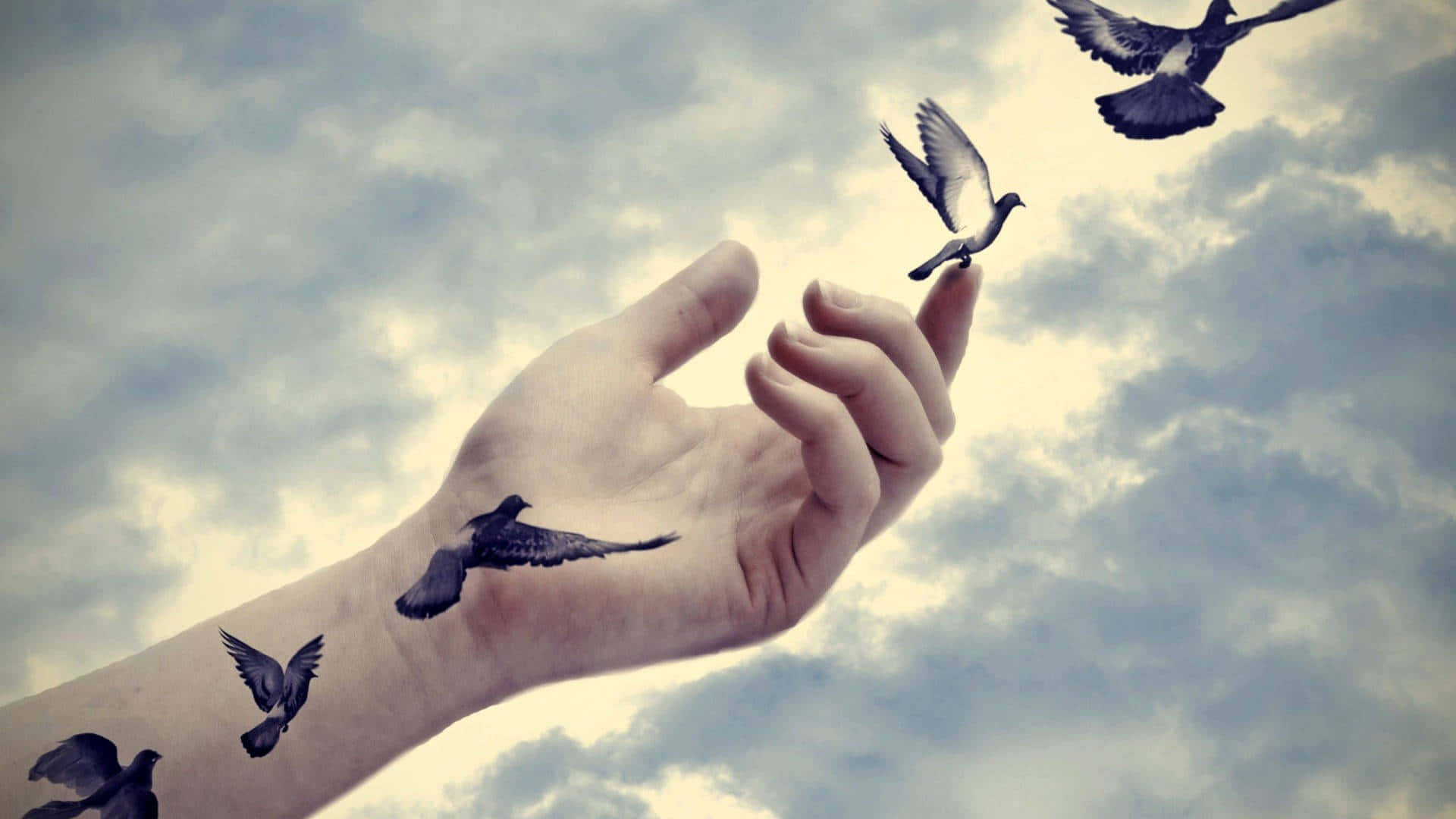 doves, cloudy sky, human hand, Full HD Desktop Wallpaper