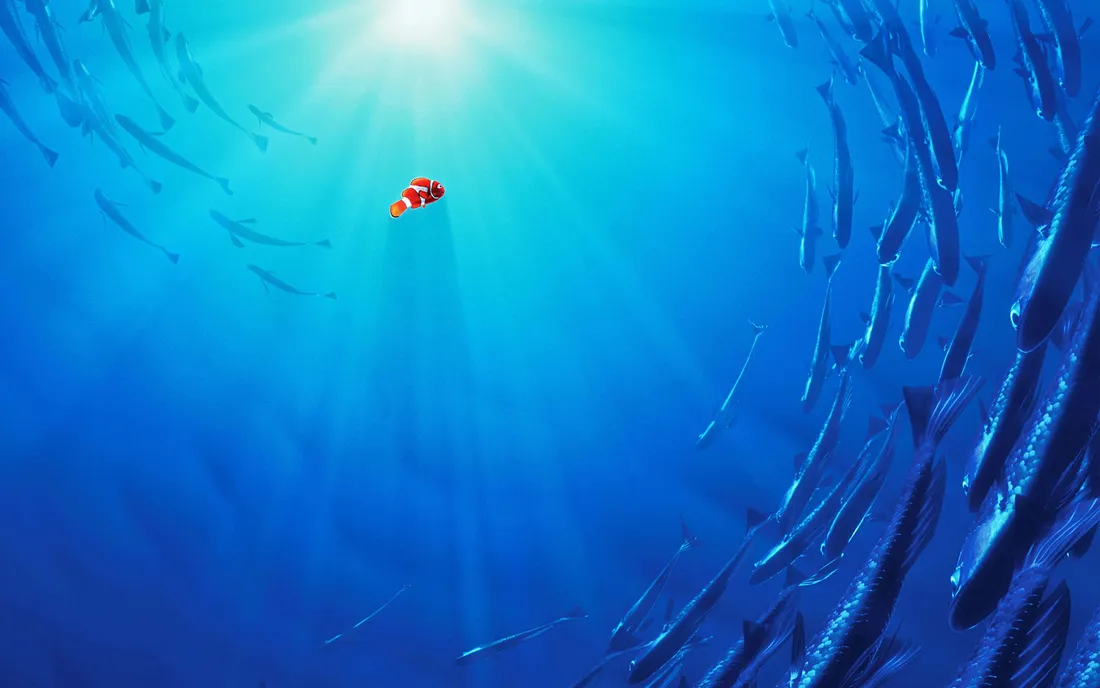 Clownfish Wallpapers