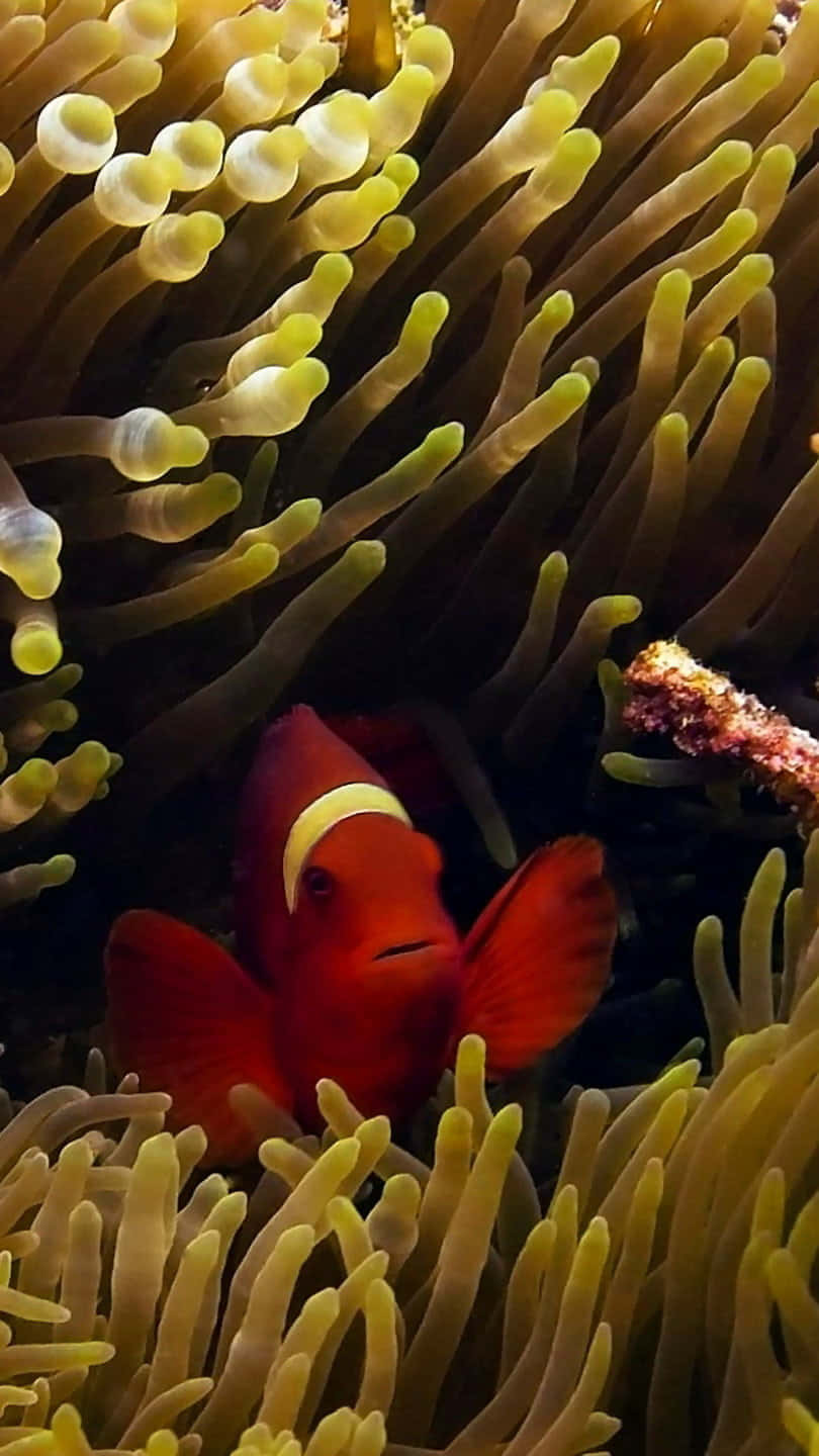 clownfish, red clownfish, white stripes, HD Phone Wallpaper