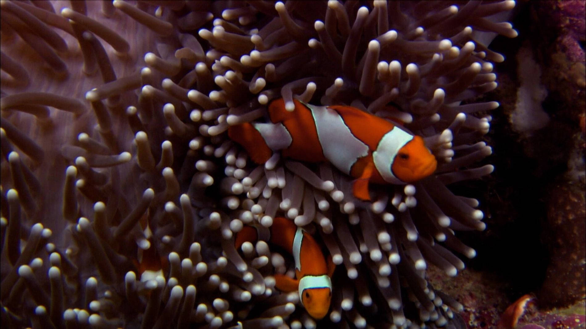 white sea anemone, vivid orange clownfish, white stripes, HD Desktop Wallpaper