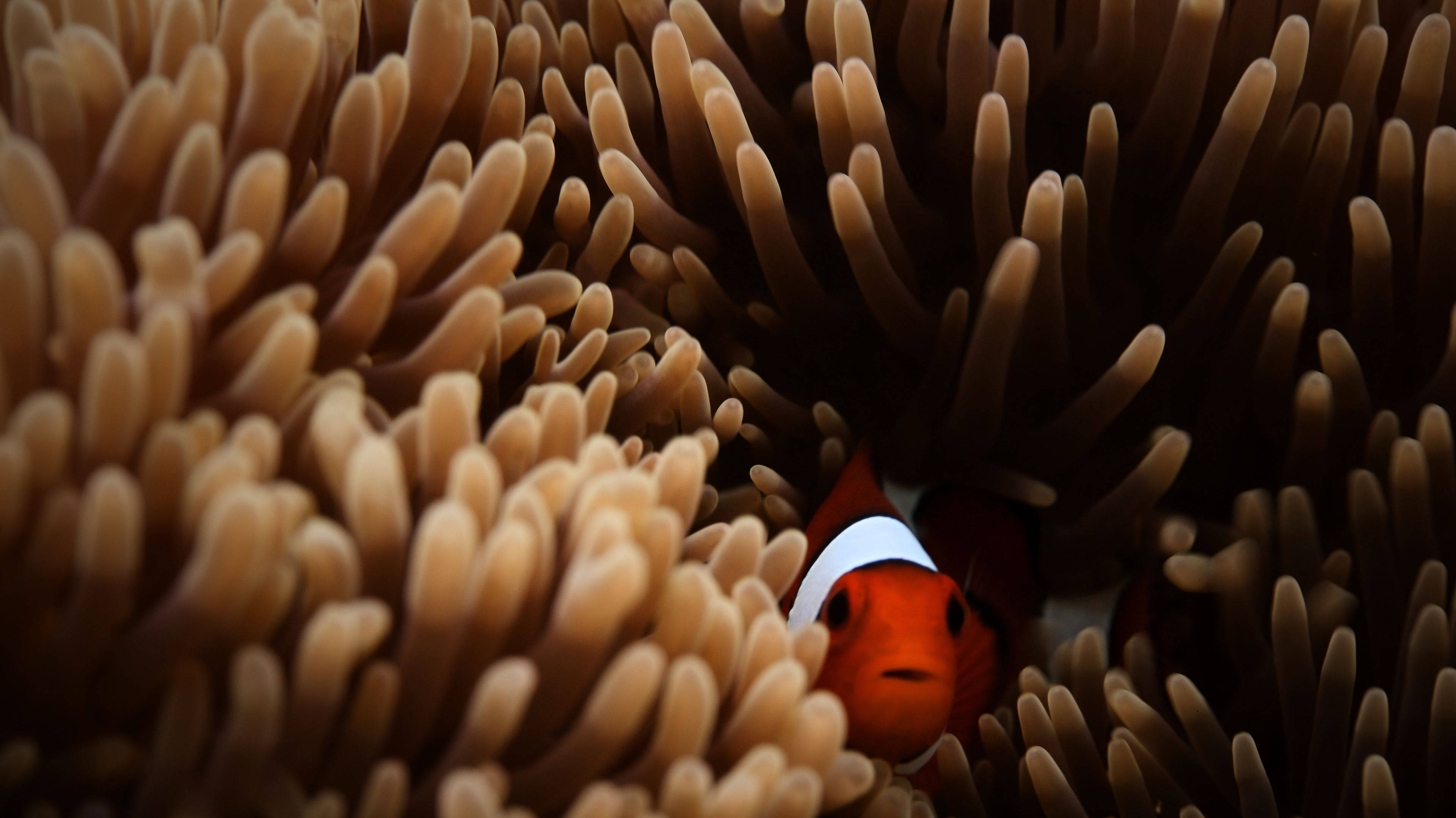 brown sea anemone, vibrant orange clownfish, white stripes, 4K Desktop Wallpaper