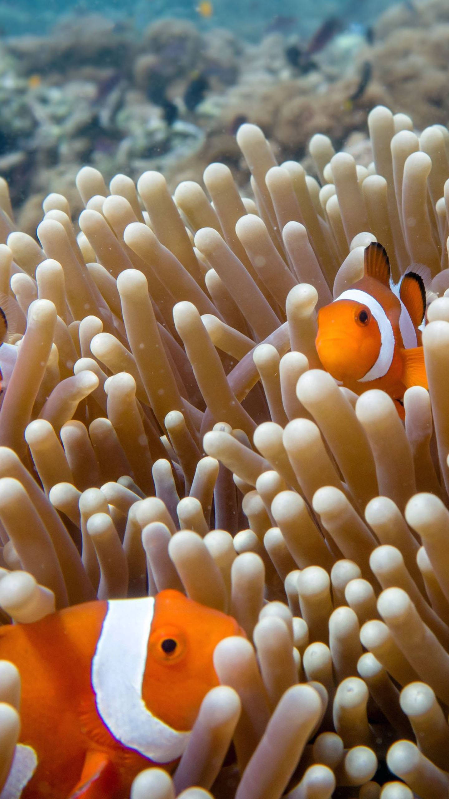 brown white anemone, vibrant orange clownfish, soft beige sea anemone tentacles, 2K Phone Wallpaper