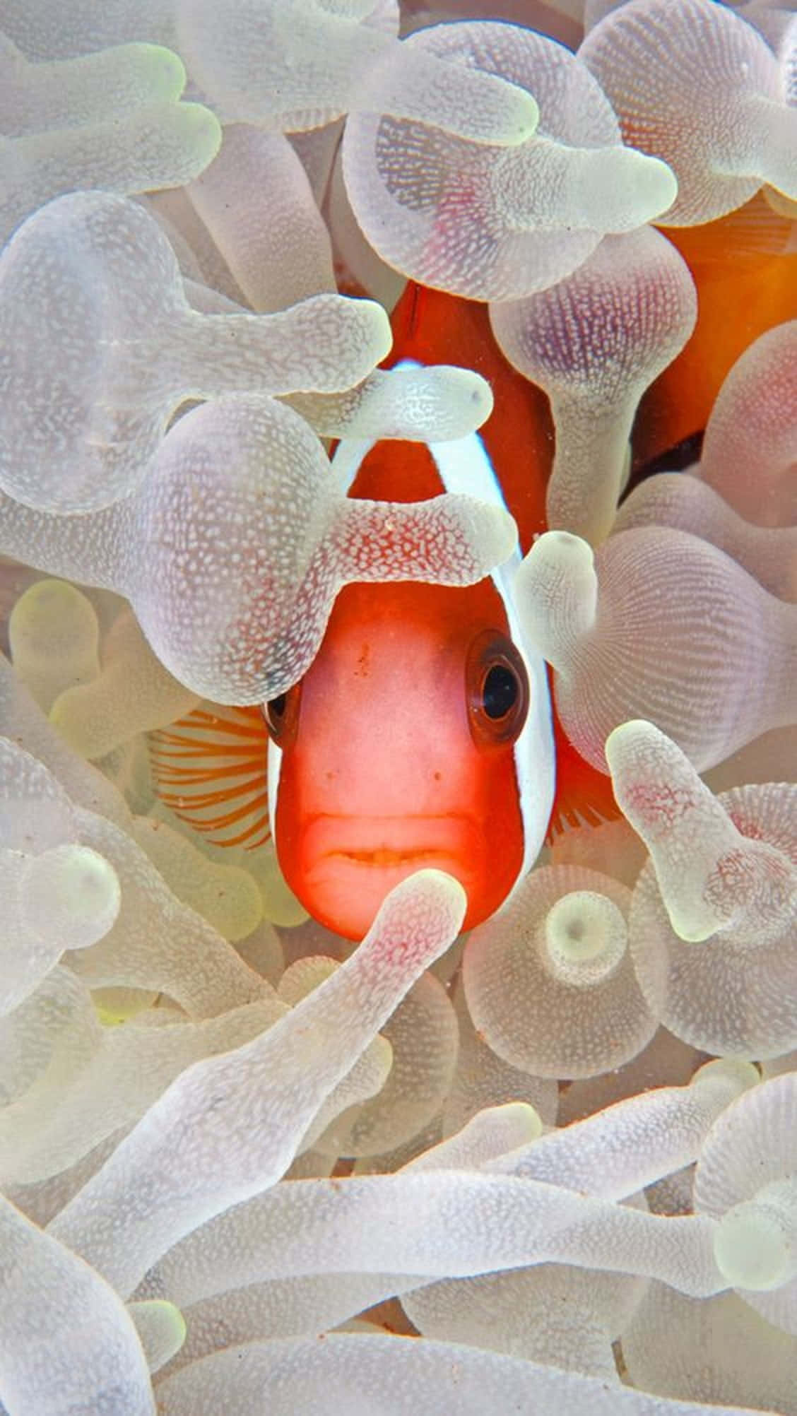 clown fish, iPhone, vibrant orange, Full HD Phone Wallpaper