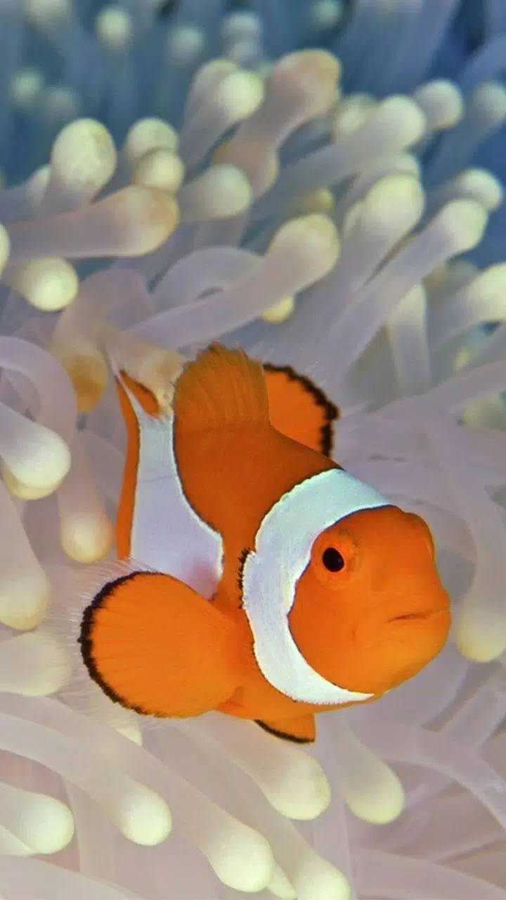 clownfish, orange, white stripes, HD Phone Wallpaper