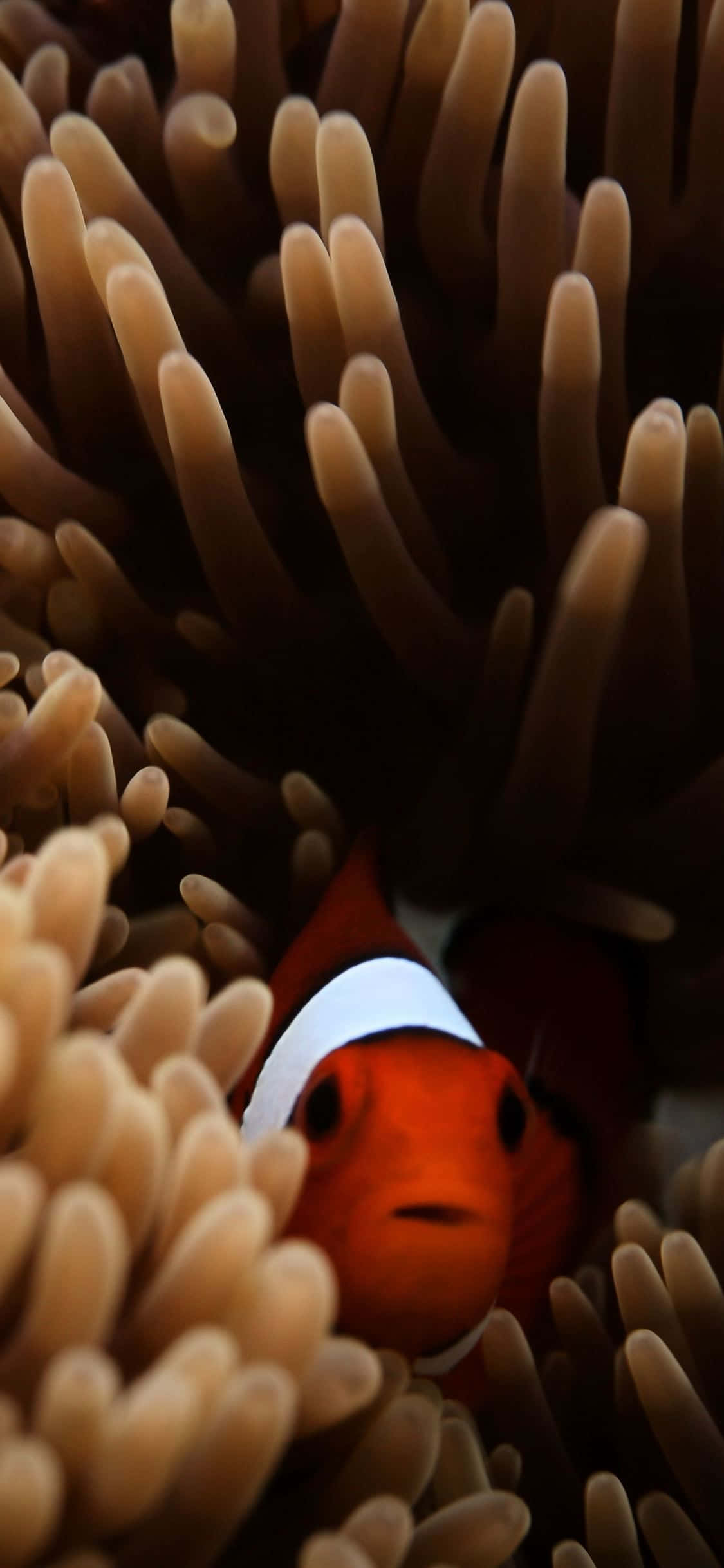 clown fish, orange clownfish, white stripes, Full HD Phone Wallpaper