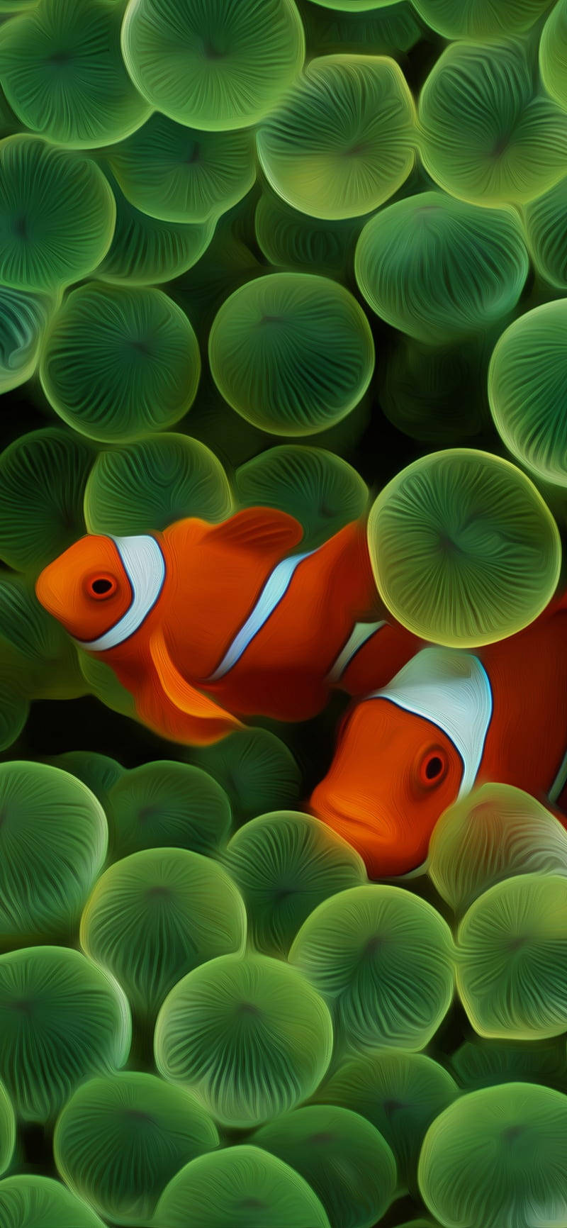 Clownfish, iPhone, vibrant orange, HD Phone Wallpaper