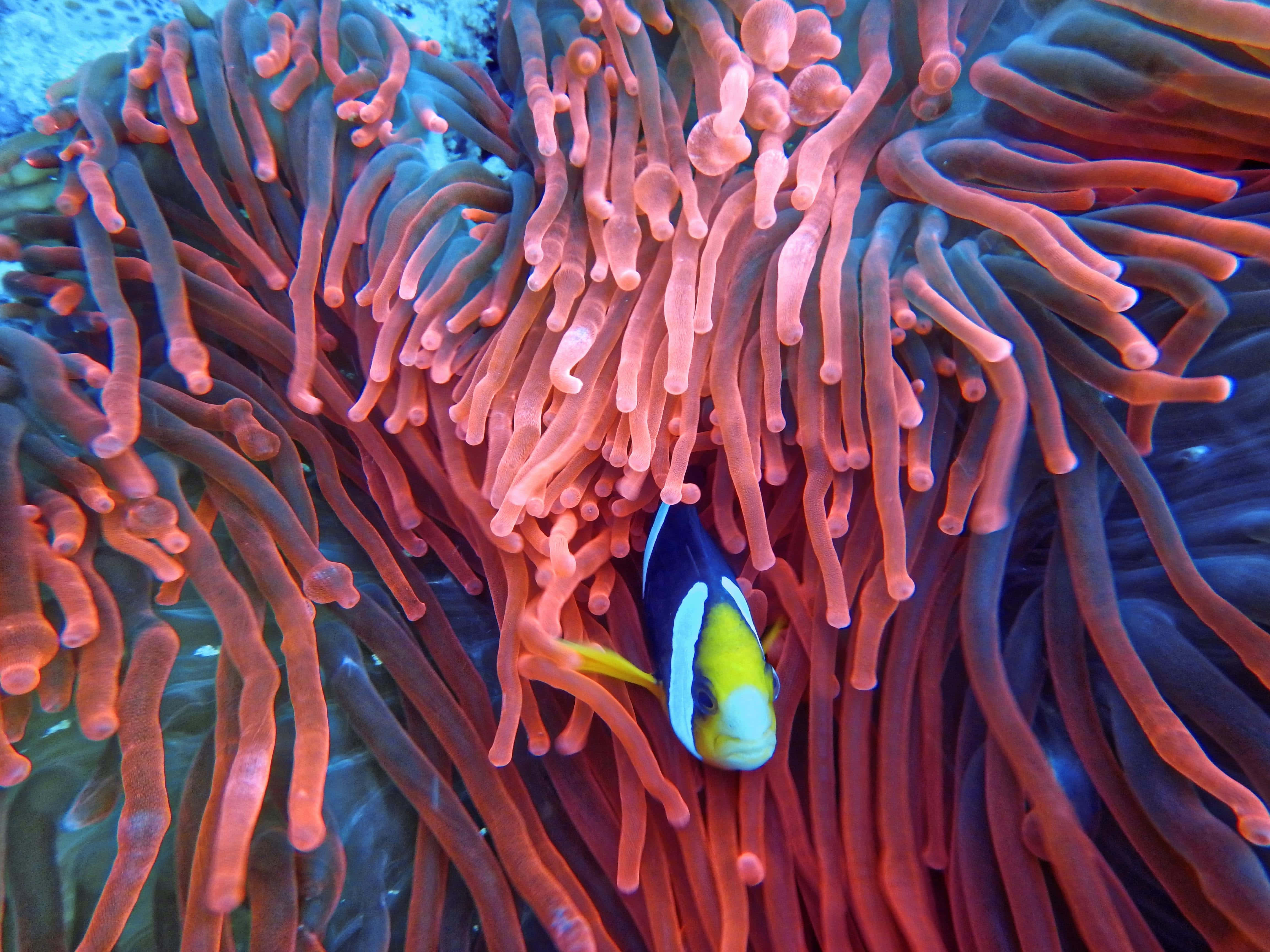 clownfish, anemone, pink and orange tentacles, 4K Desktop Wallpaper