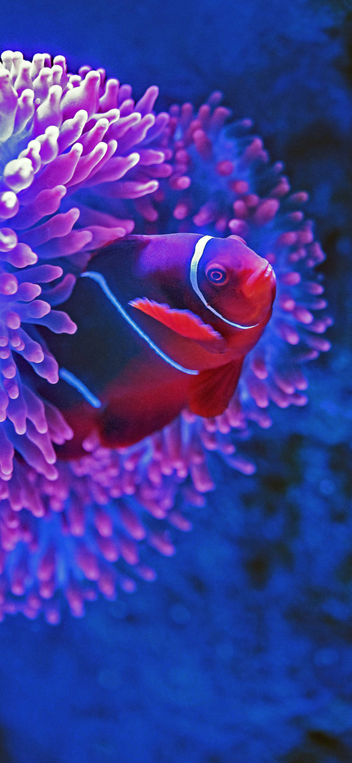 clownfish, coral, glowing purple anemone, 2K Phone Wallpaper