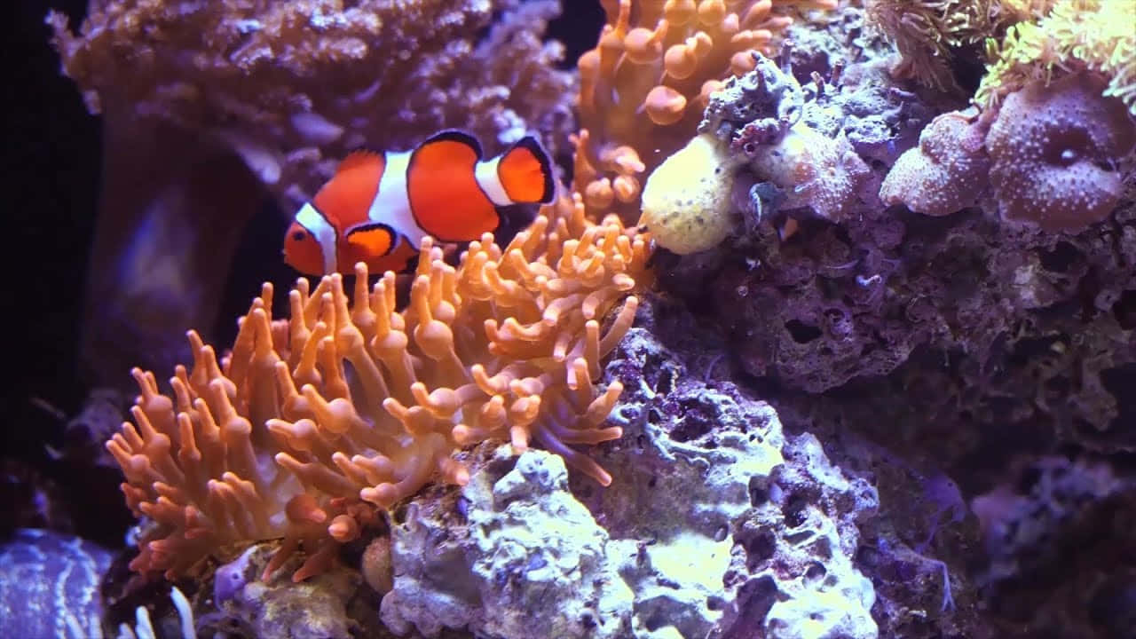 clownfish, coral reef, orange anemone tentacles, HD Desktop Wallpaper
