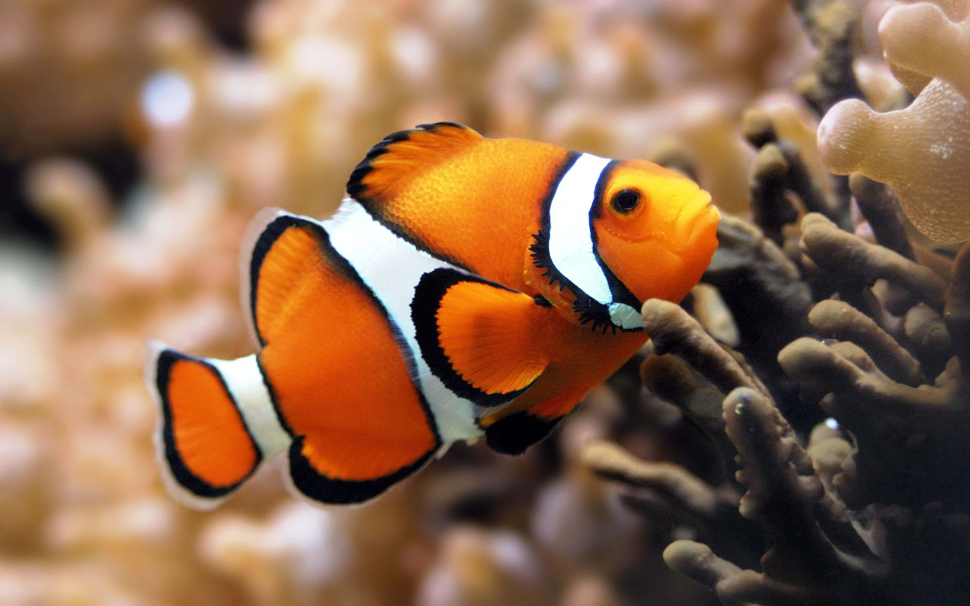 clownfish, orange, white stripes, 4K Desktop Wallpaper