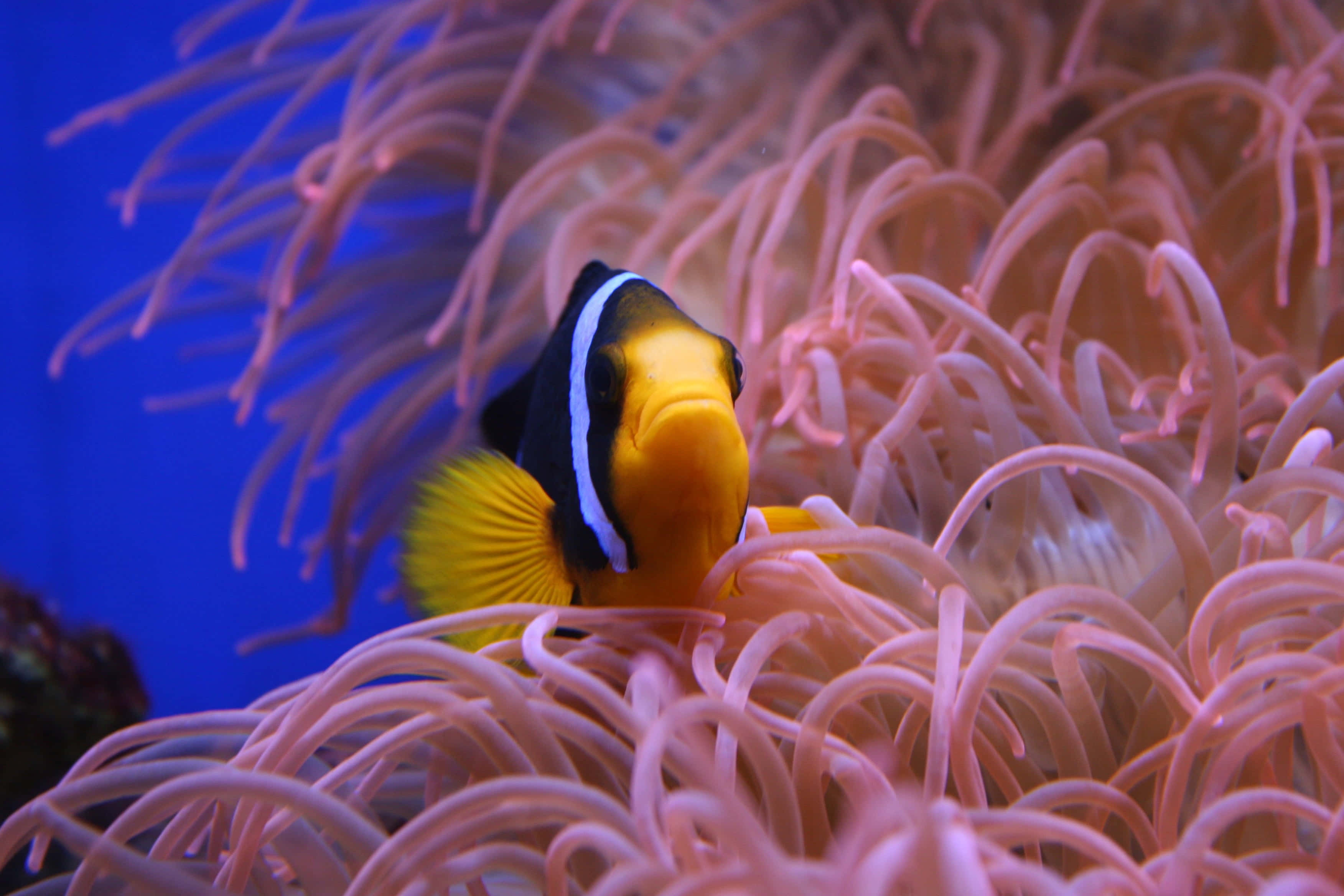 clownfish, anemone tentacles, vibrant orange and black, 2K Desktop Wallpaper
