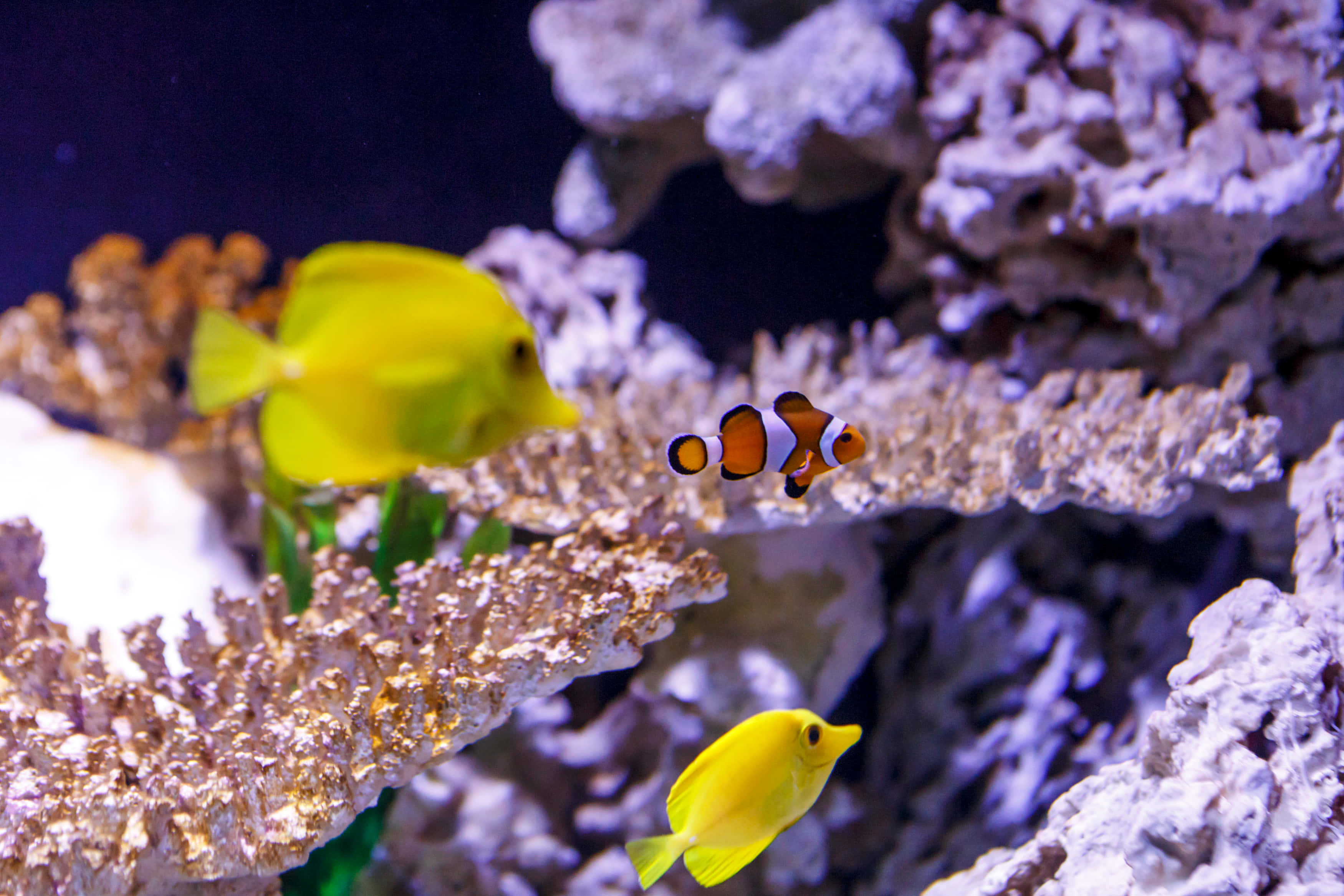 clownfish, vibrantly lit aquarium, textured coral formations, 2K Desktop Wallpaper