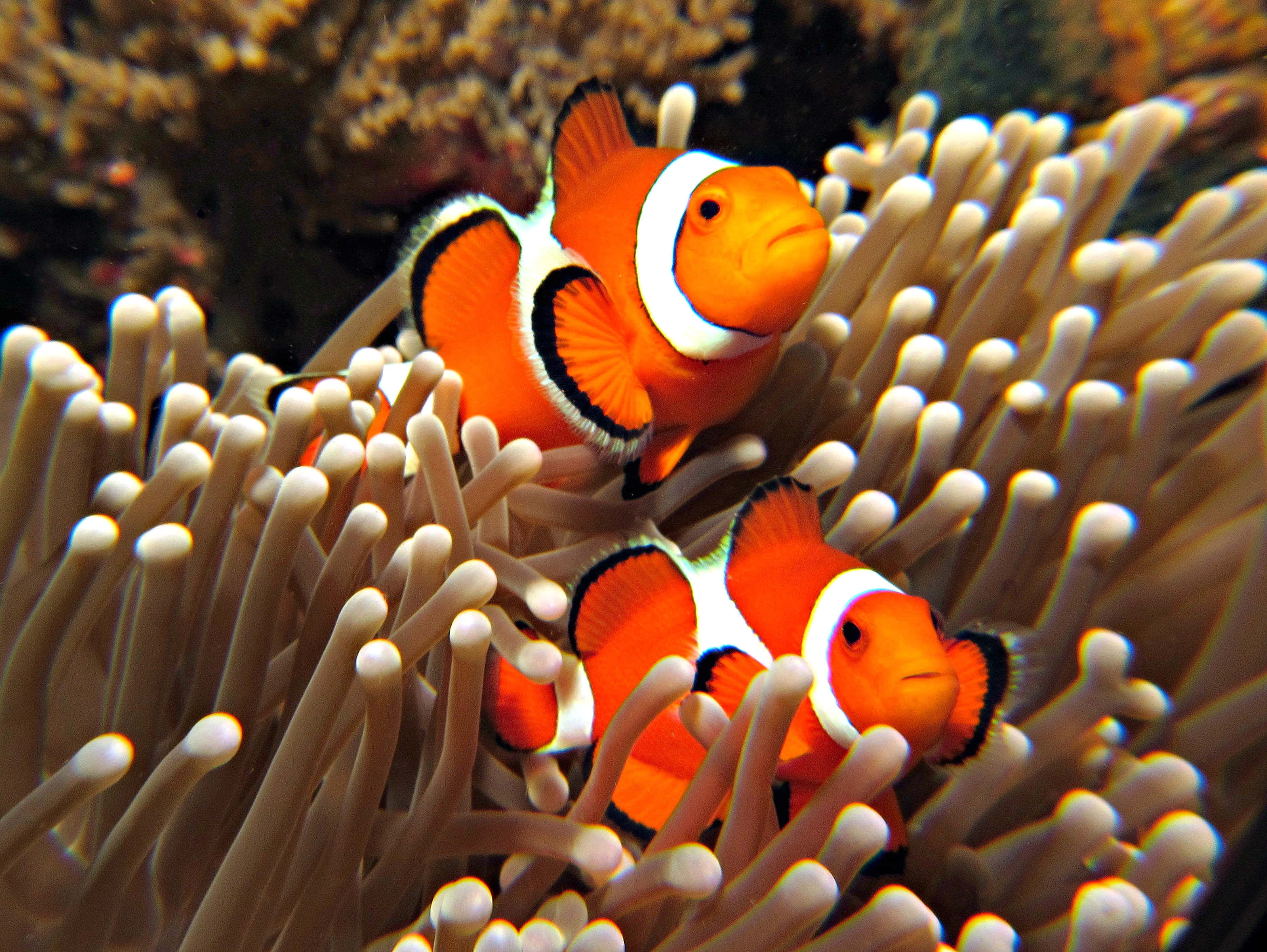 vibrant clownfish, sea anemones, blue ocean depths, 2K Desktop Wallpaper