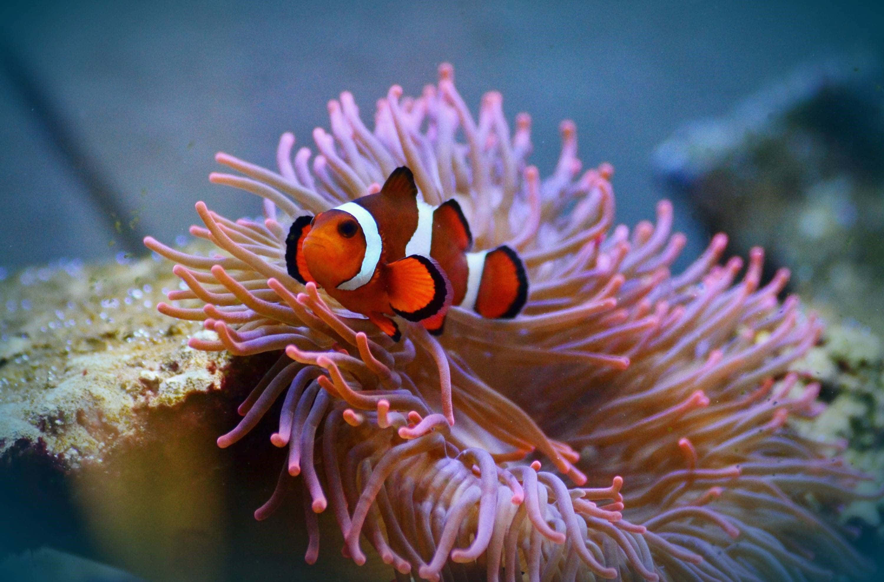 clownfish, orange, white stripes, 2K Desktop Wallpaper