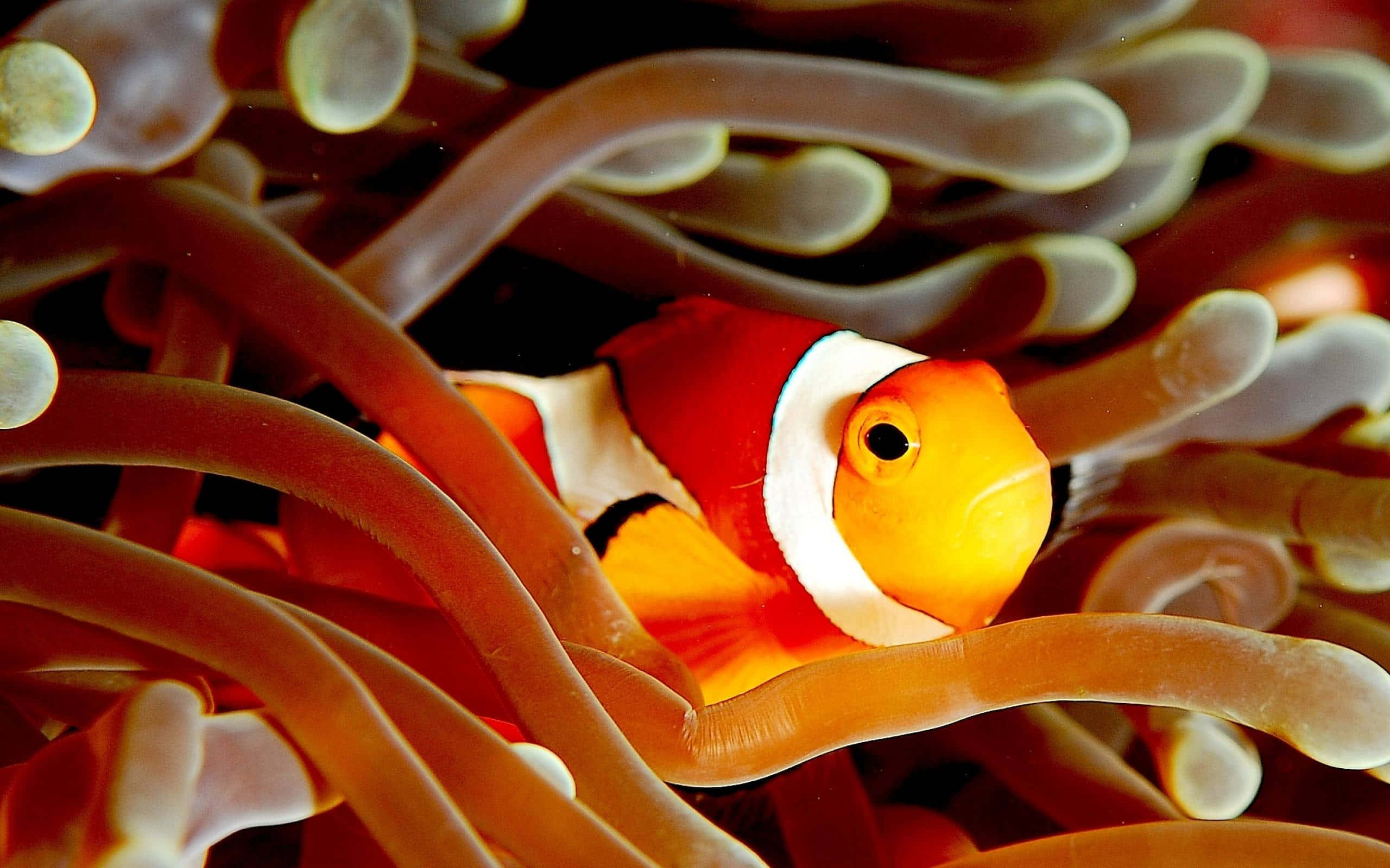 clownfish, anemone tentacles, vibrant orange, 2K Desktop Wallpaper
