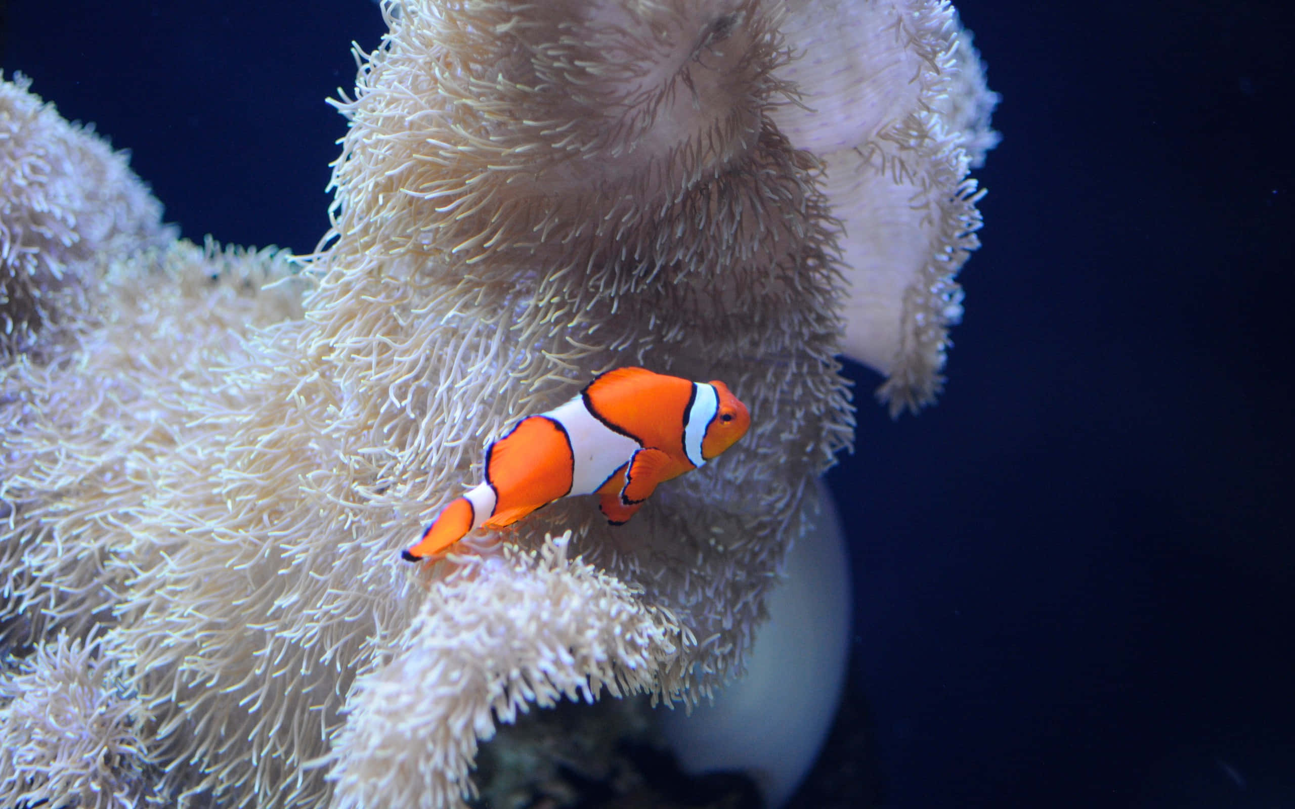clownfish, anemone tentacles, vibrant orange and white, 2K Desktop Wallpaper