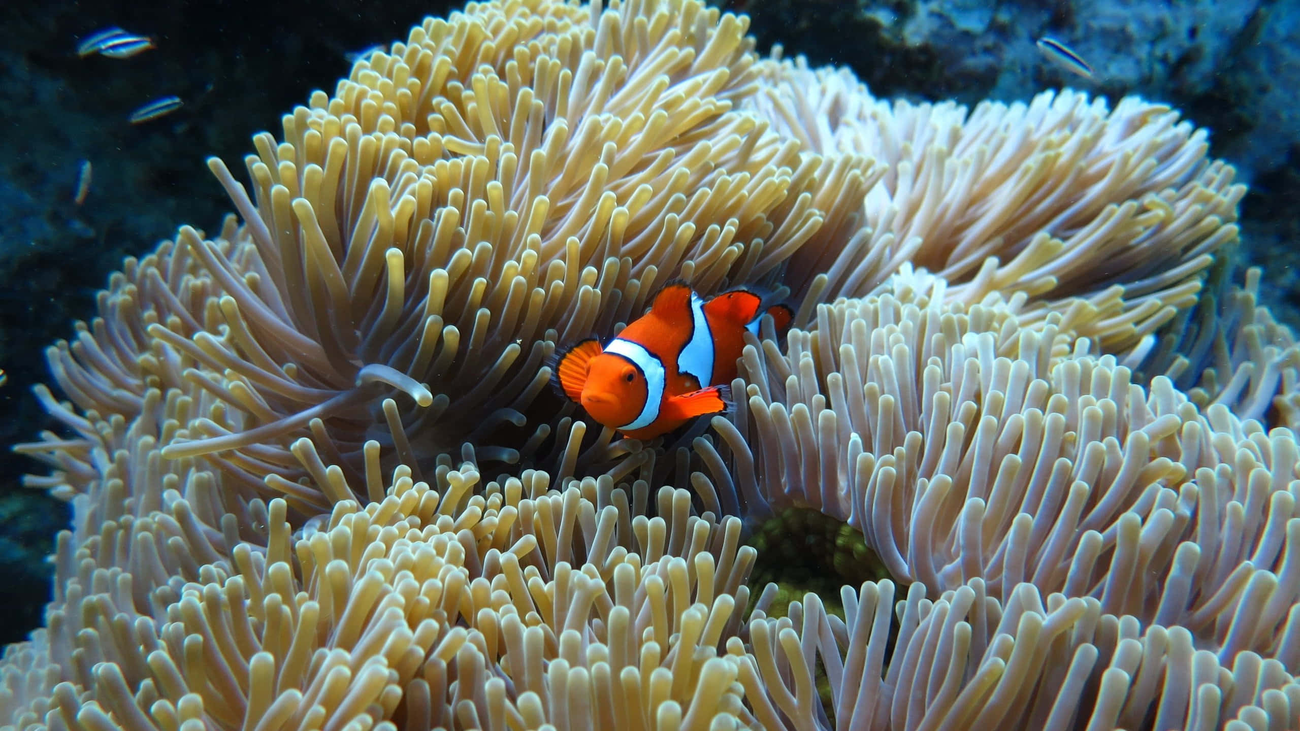 clownfish, orange, white stripes, 2K Desktop Wallpaper