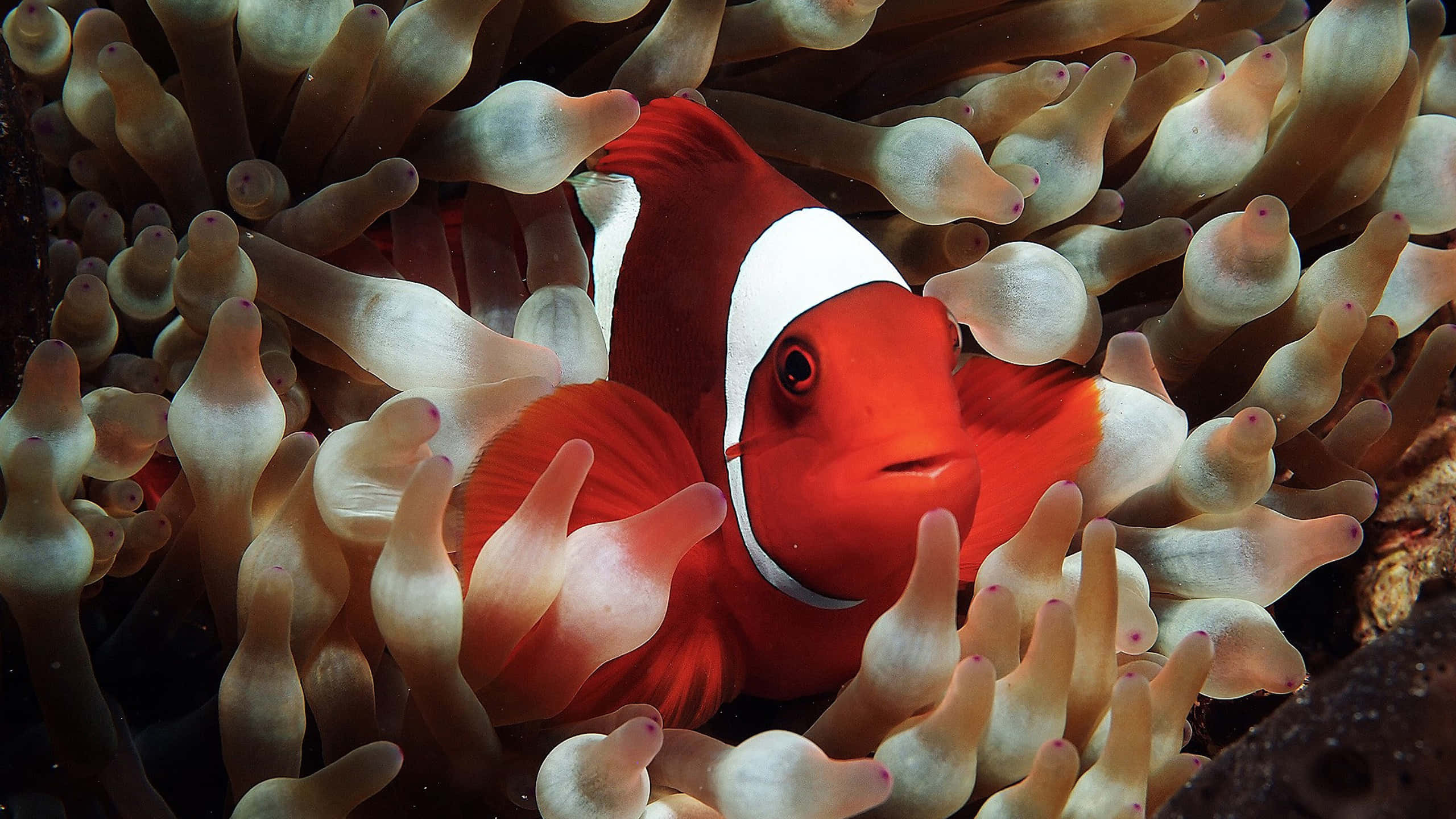 clownfish, vibrant red, white stripes, 2K Desktop Wallpaper