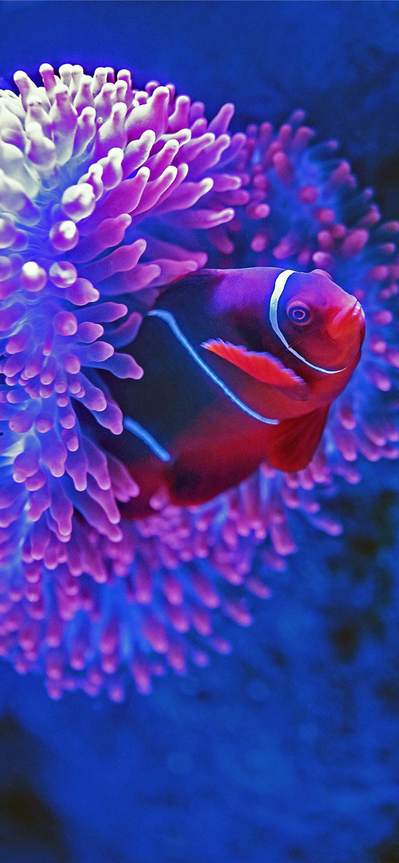 clownfish, red and black stripes, glowing purple and white sea anemone, 2K Phone Wallpaper