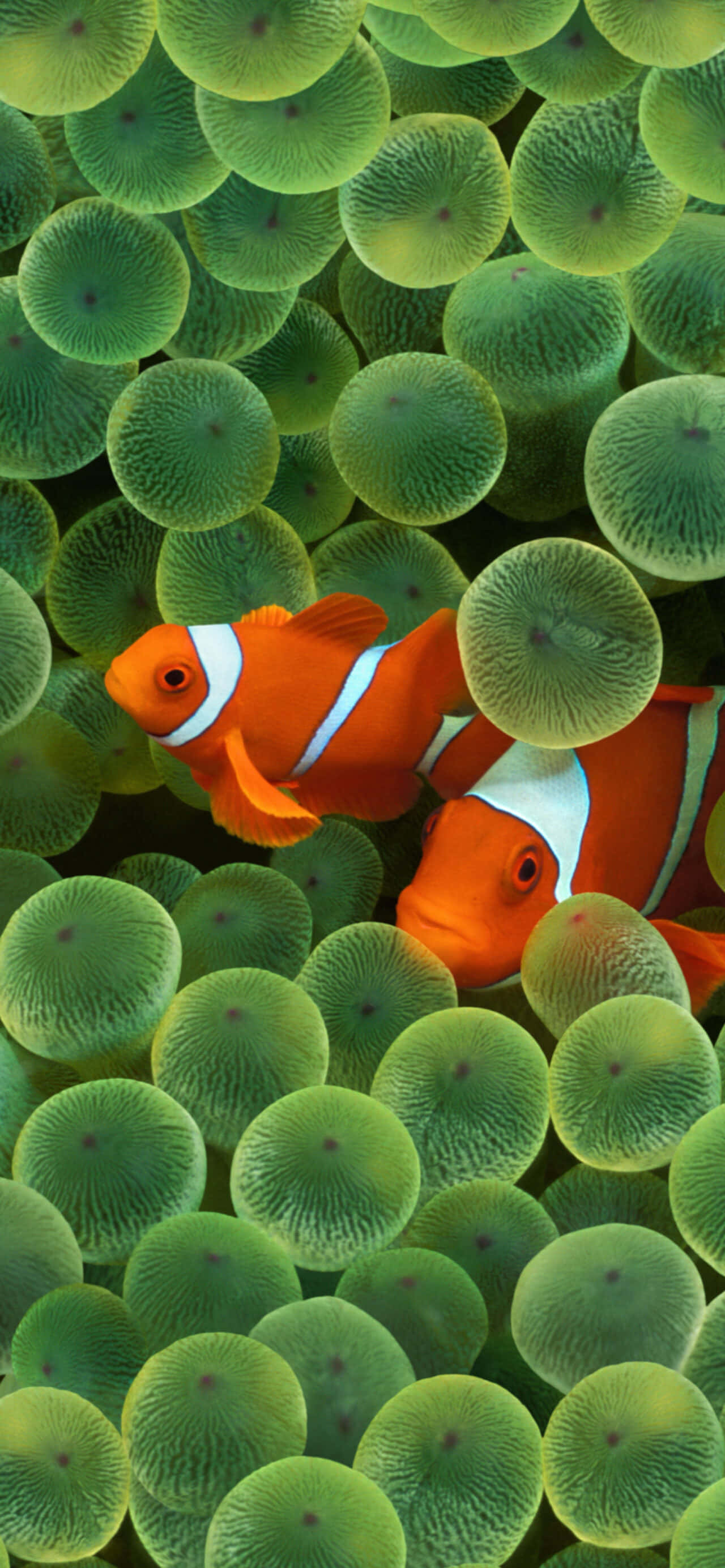 clownfish, anemone tentacles, vibrant orange, 2K Phone Wallpaper
