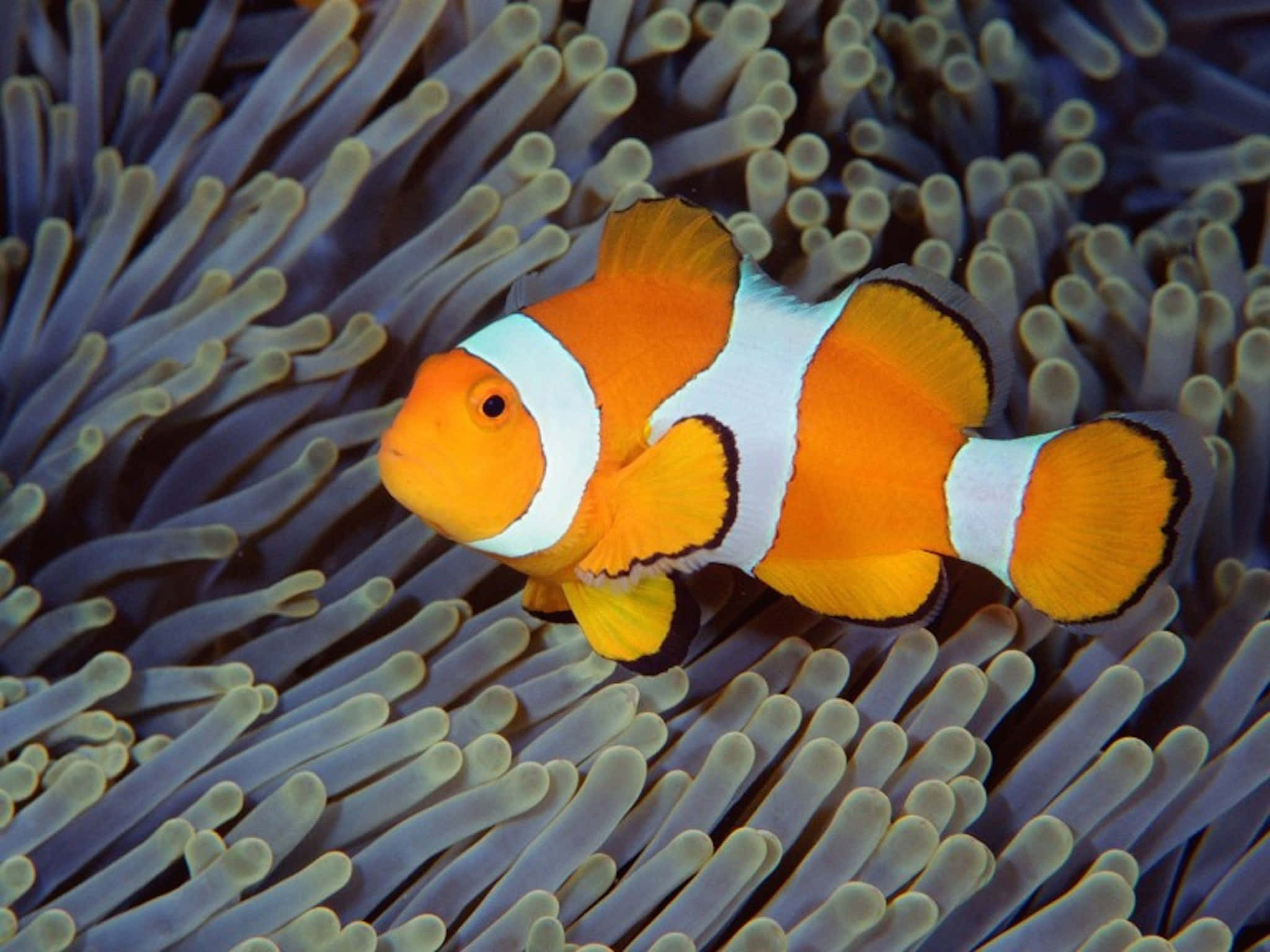 clownfish, anemone tentacles, vibrant orange, Full HD Desktop Wallpaper