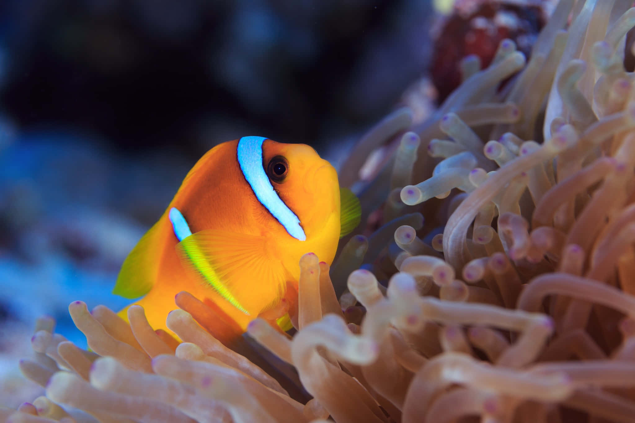 vibrant orange clownfish, white stripes, soft pink sea anemone, Full HD Desktop Wallpaper