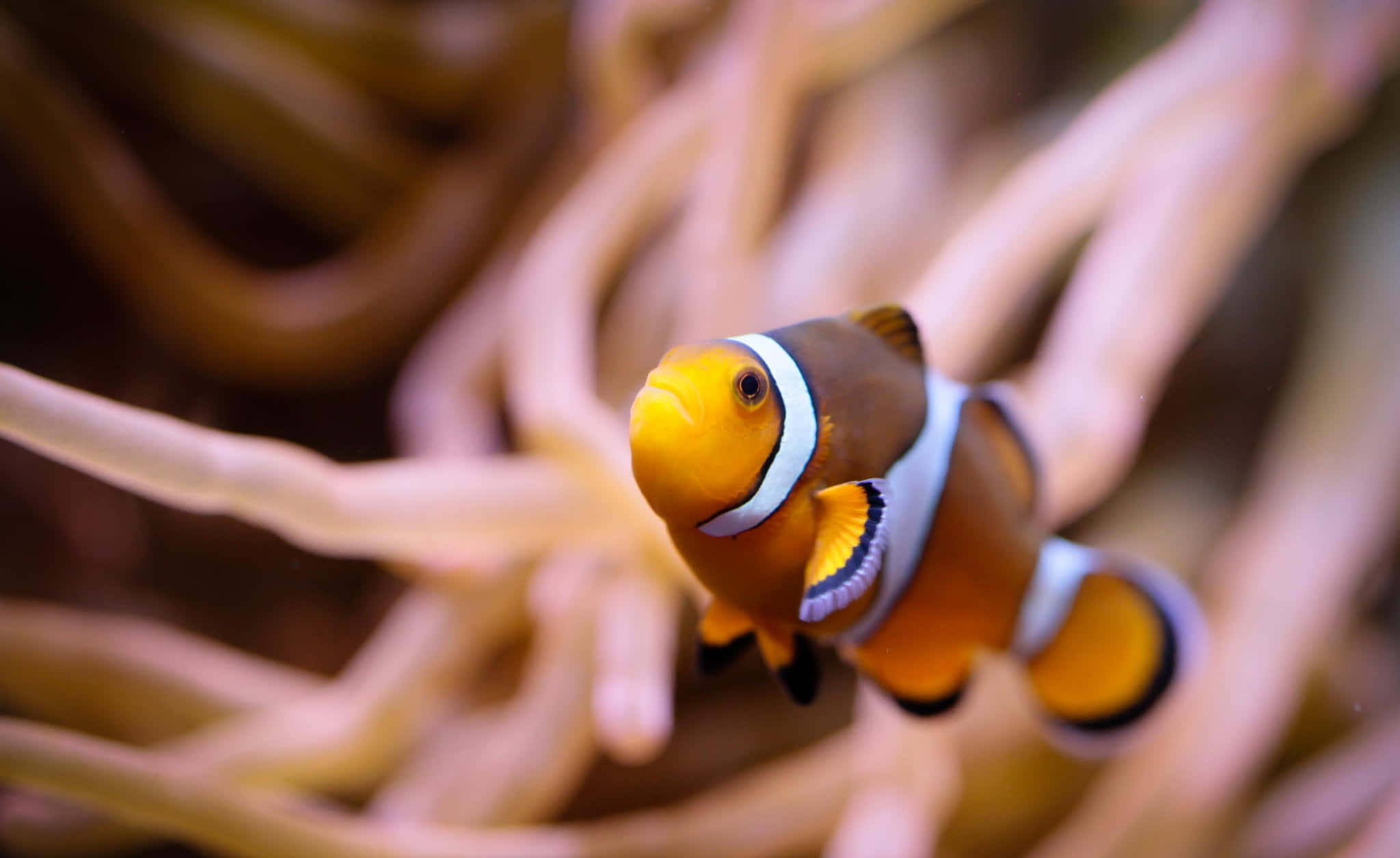 clownfish, anemone tentacles, vibrant orange, Full HD Desktop Wallpaper