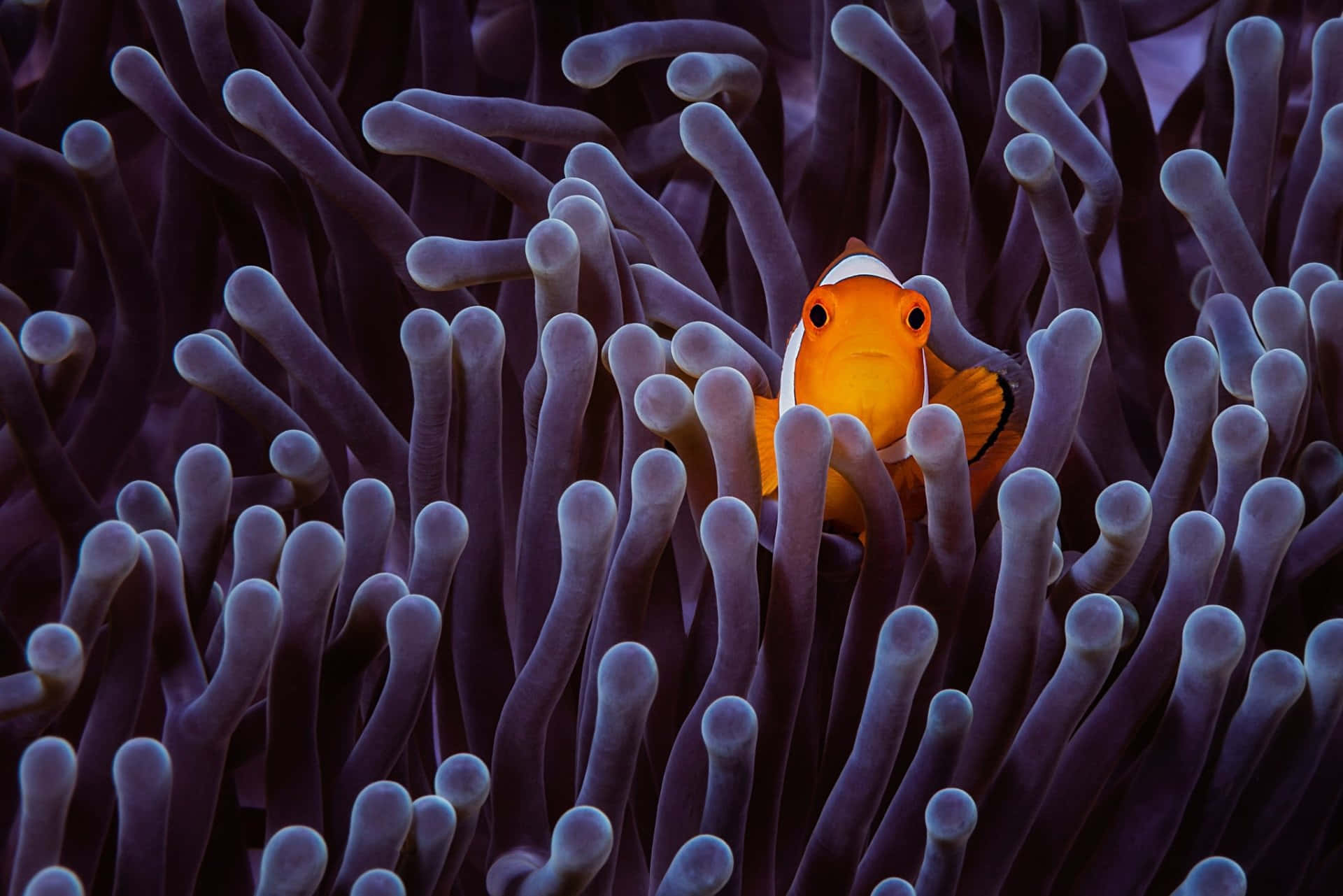 clownfish, anemone tentacles, vibrant orange, Full HD Desktop Wallpaper