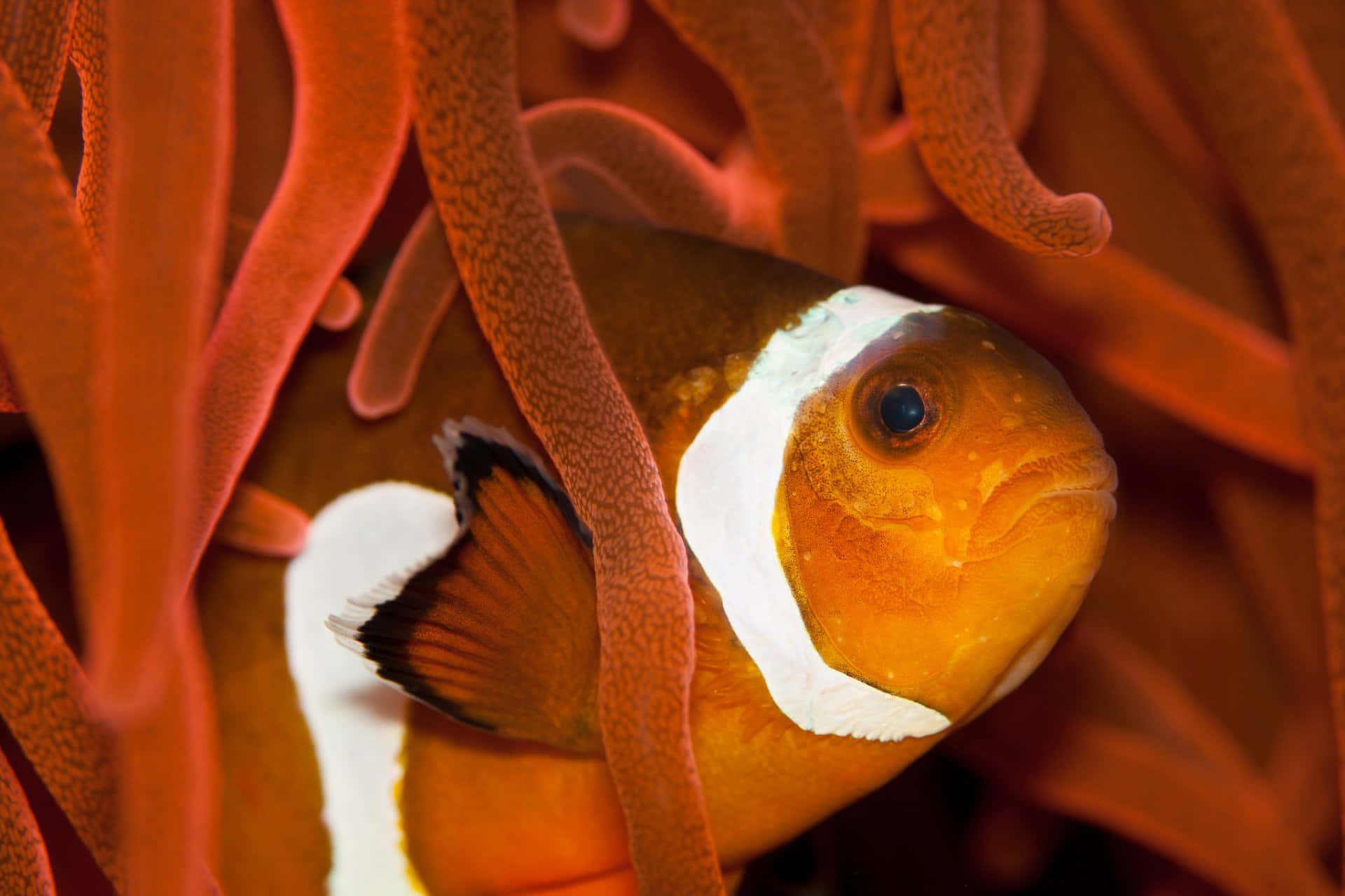 clownfish, coral reef, vibrant orange, Full HD Desktop Wallpaper
