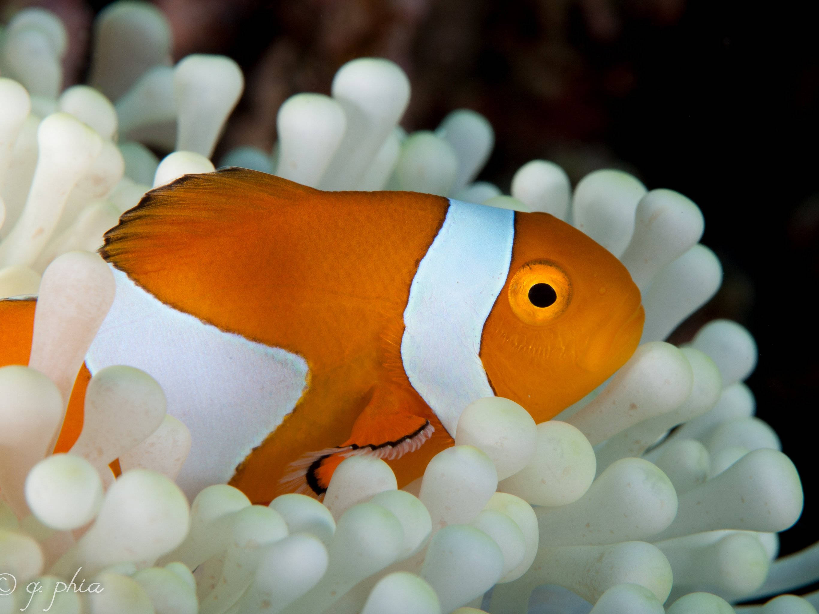 Creamy White Anemone, orange clownfish, white stripes, 2K Desktop Wallpaper