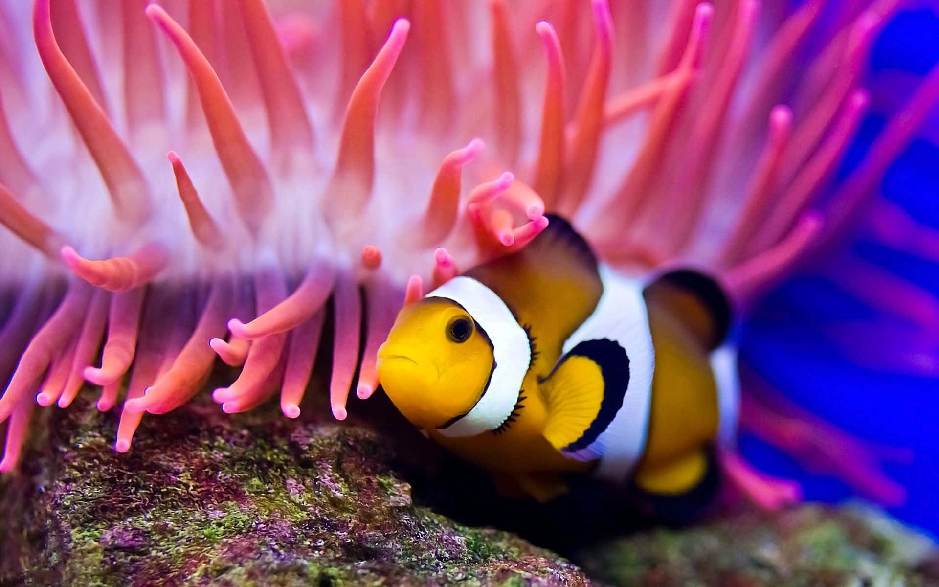 clownfish, anemone, pink anemone, Full HD Desktop Wallpaper