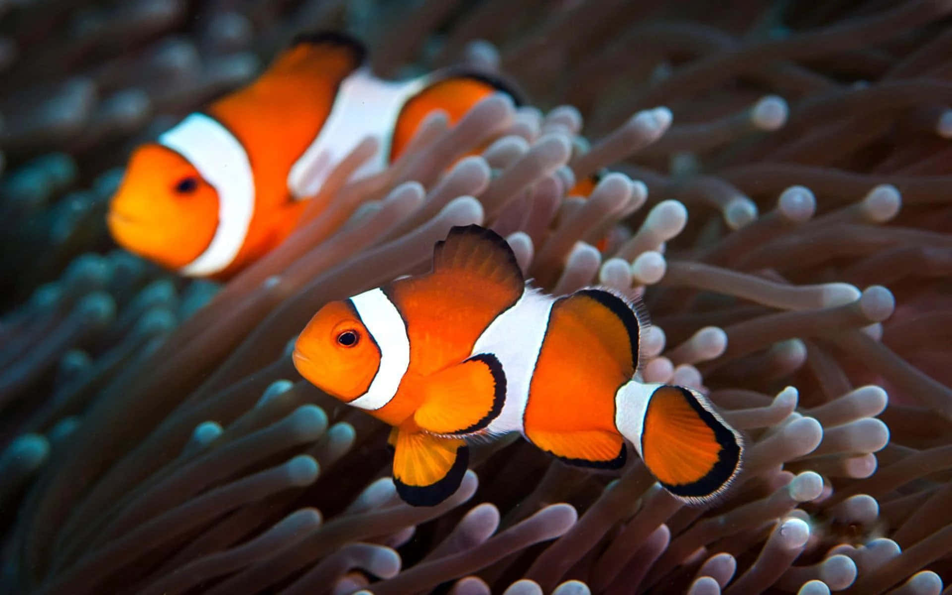 clownfish, anemone tentacles, vibrant orange, Full HD Desktop Wallpaper