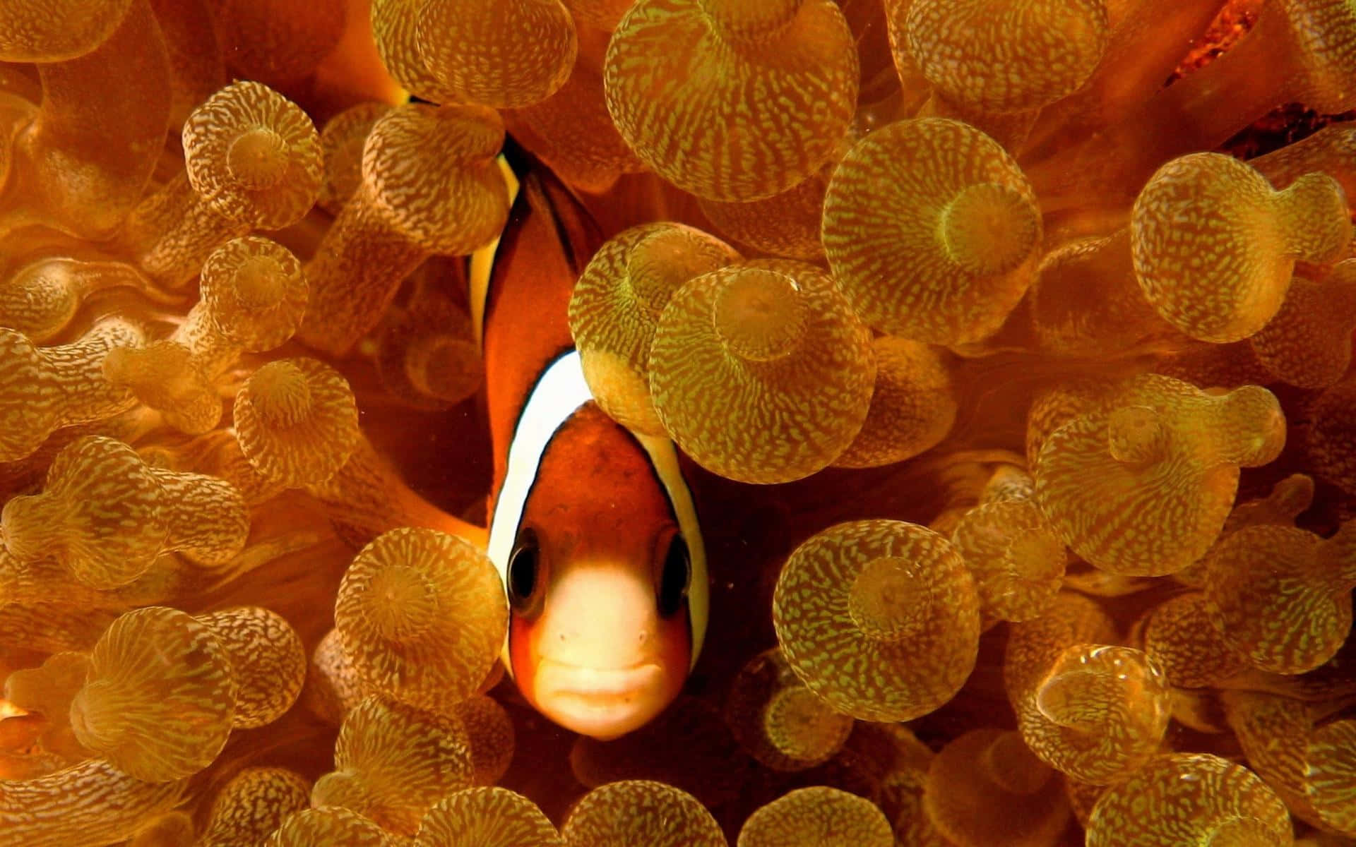 clownfish, sea anemone, golden anemone tentacles, Full HD Desktop Wallpaper