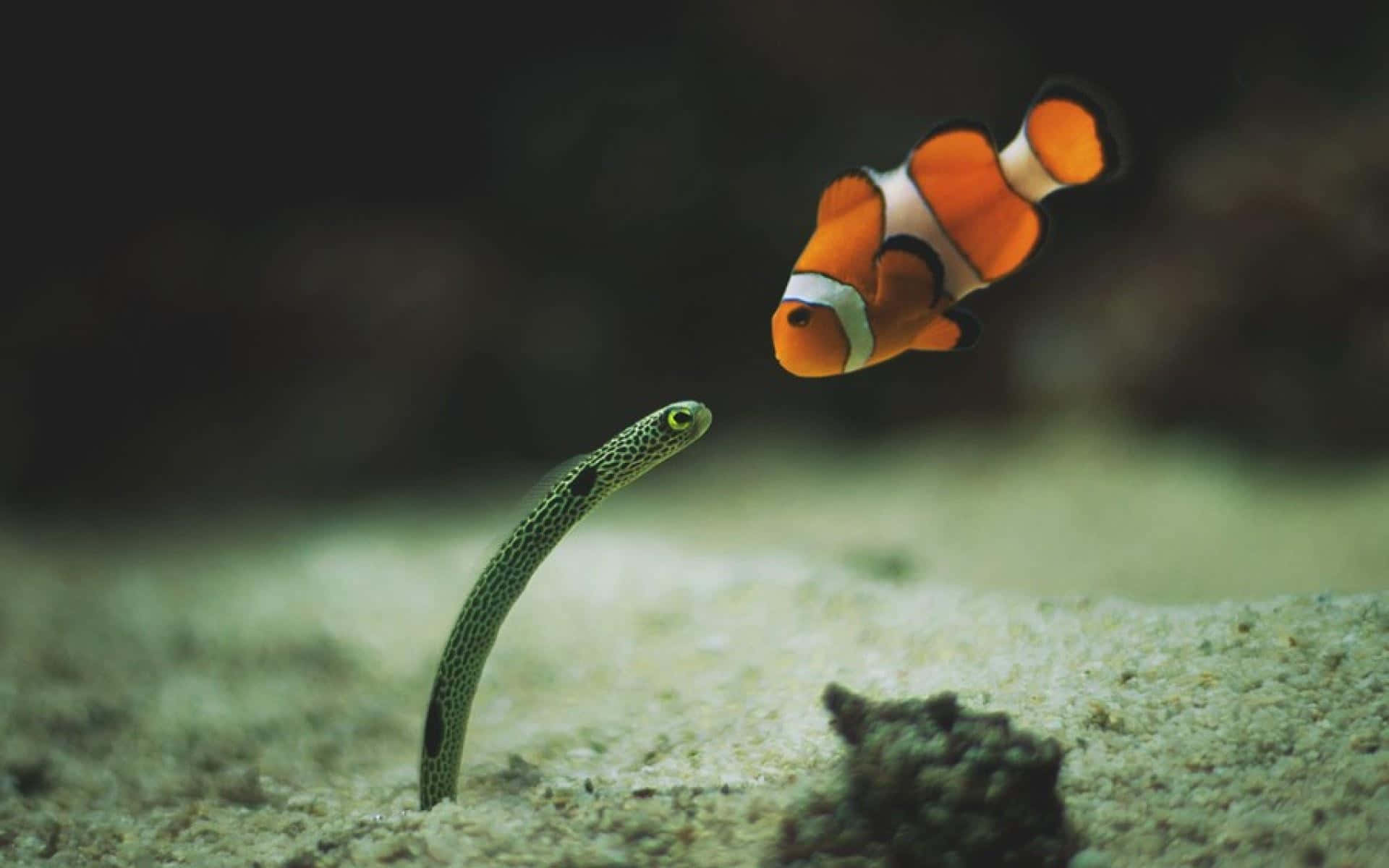 vibrant orange clownfish, spotted garden eel, coral reef, Full HD Desktop Wallpaper