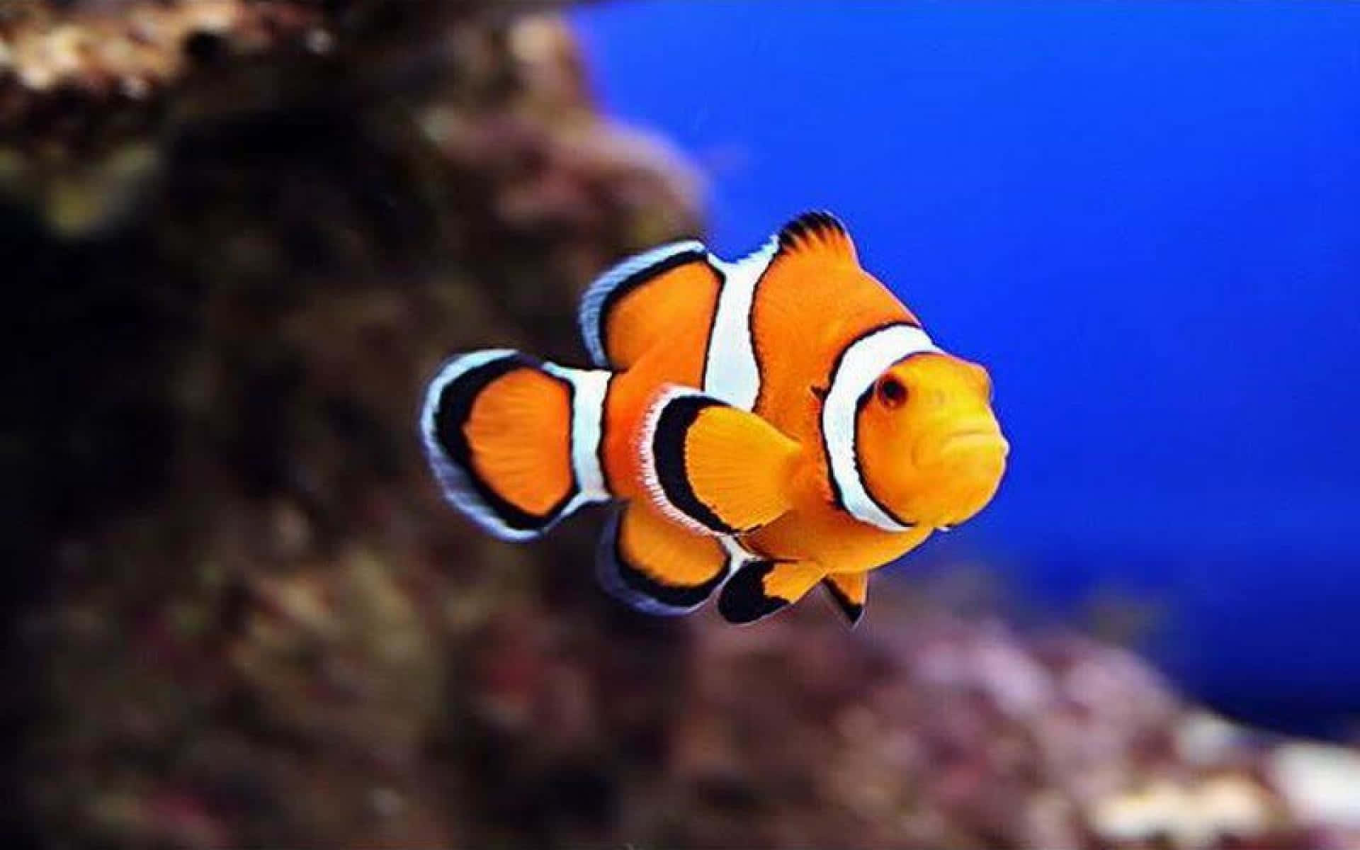 vibrant orange clownfish, white and black stripes, coral reef, Full HD Desktop Wallpaper