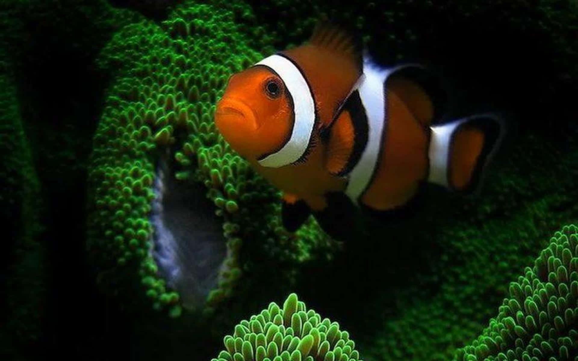 clownfish, anemone, orange, Full HD Desktop Wallpaper