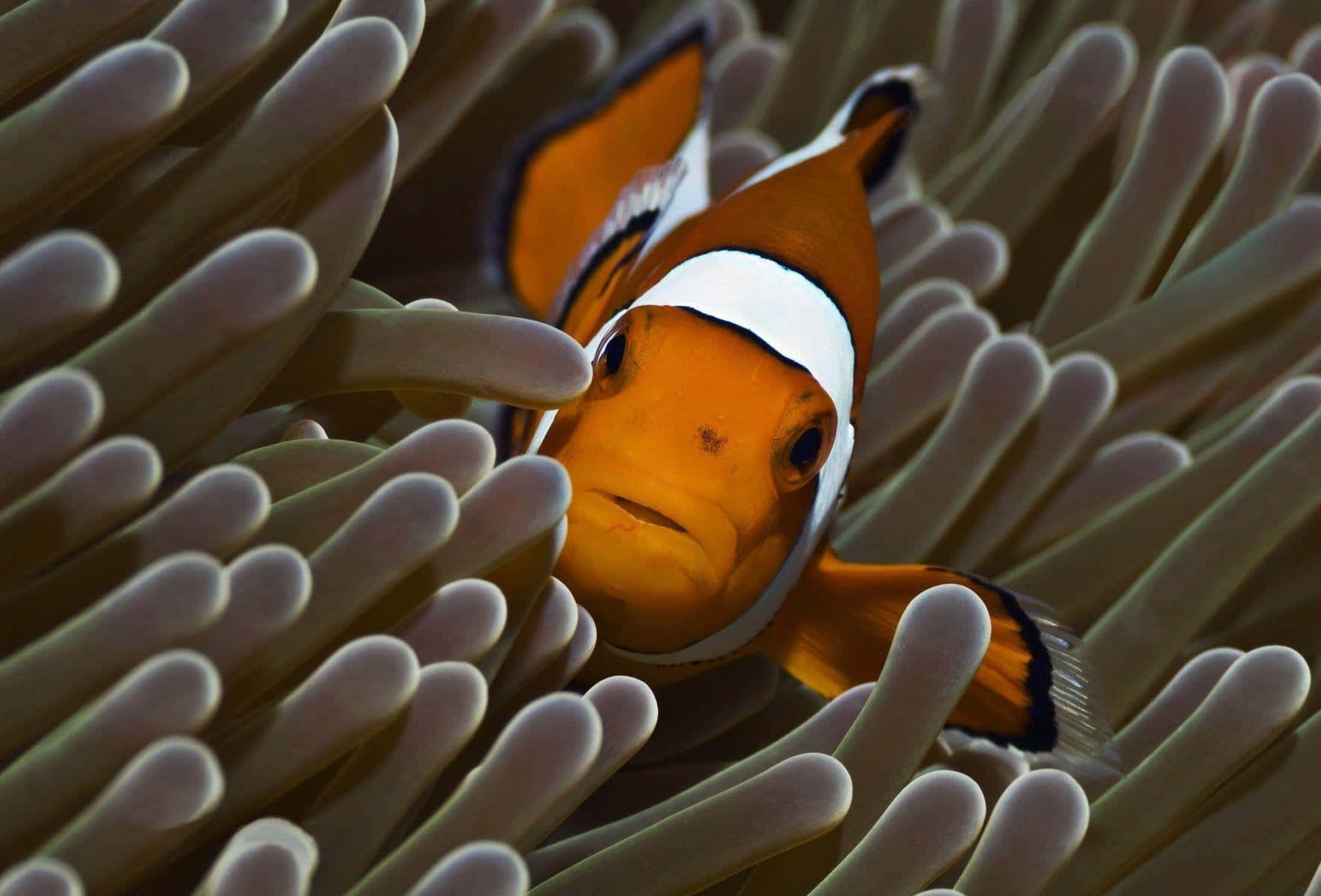 clownfish, anemone, vibrant orange, HD Desktop Wallpaper