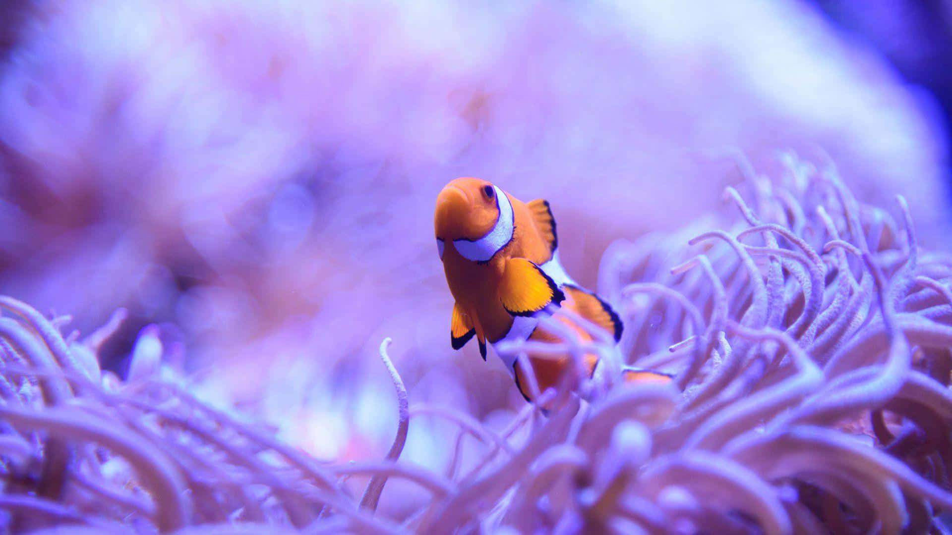 clownfish, anemone habitat, vibrant orange, Full HD Desktop Wallpaper