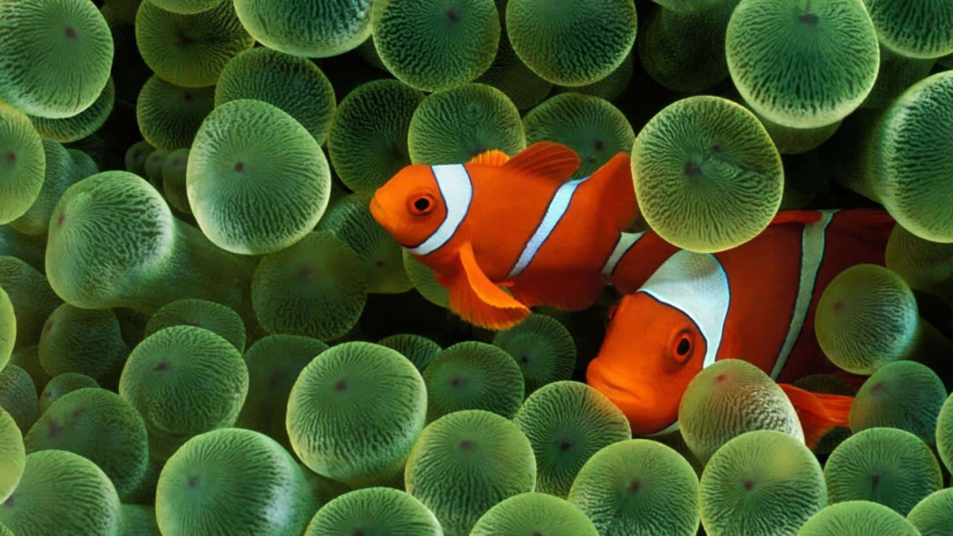 clownfish, anemone, vibrant orange, Full HD Desktop Wallpaper