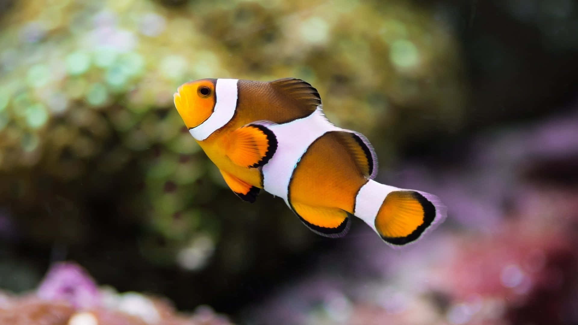 clownfish, orange, white, Full HD Desktop Wallpaper