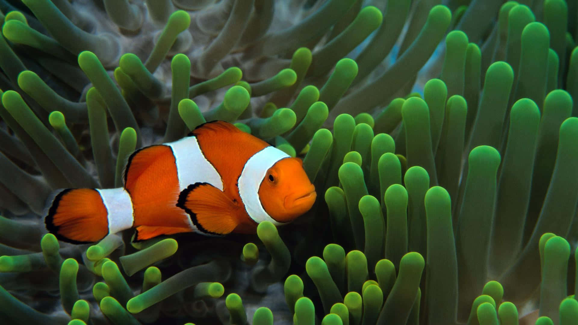 clownfish, anemone habitat, vibrant orange, Full HD Desktop Wallpaper