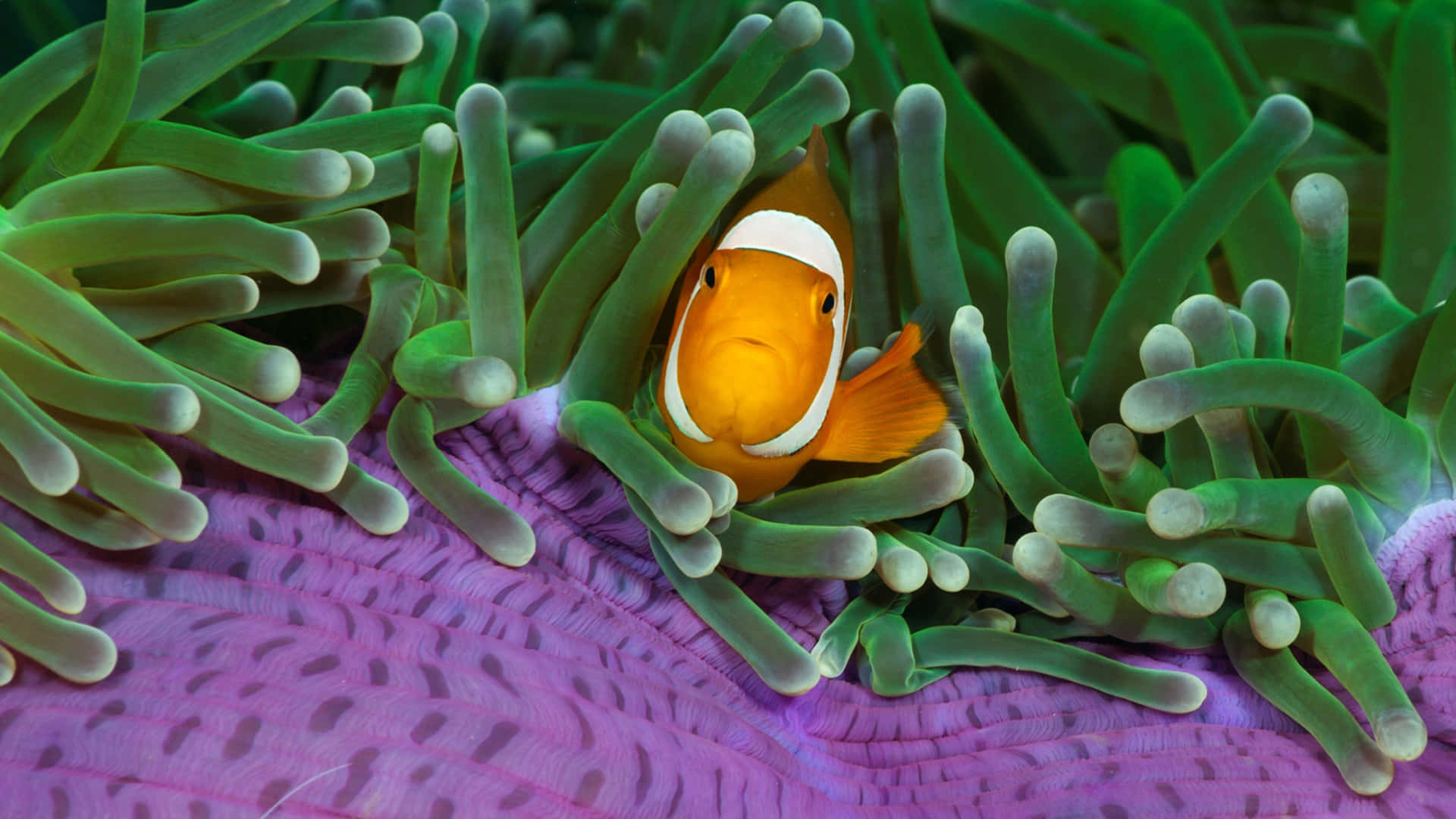 clownfish, vibrant orange, white stripes, Full HD Desktop Wallpaper