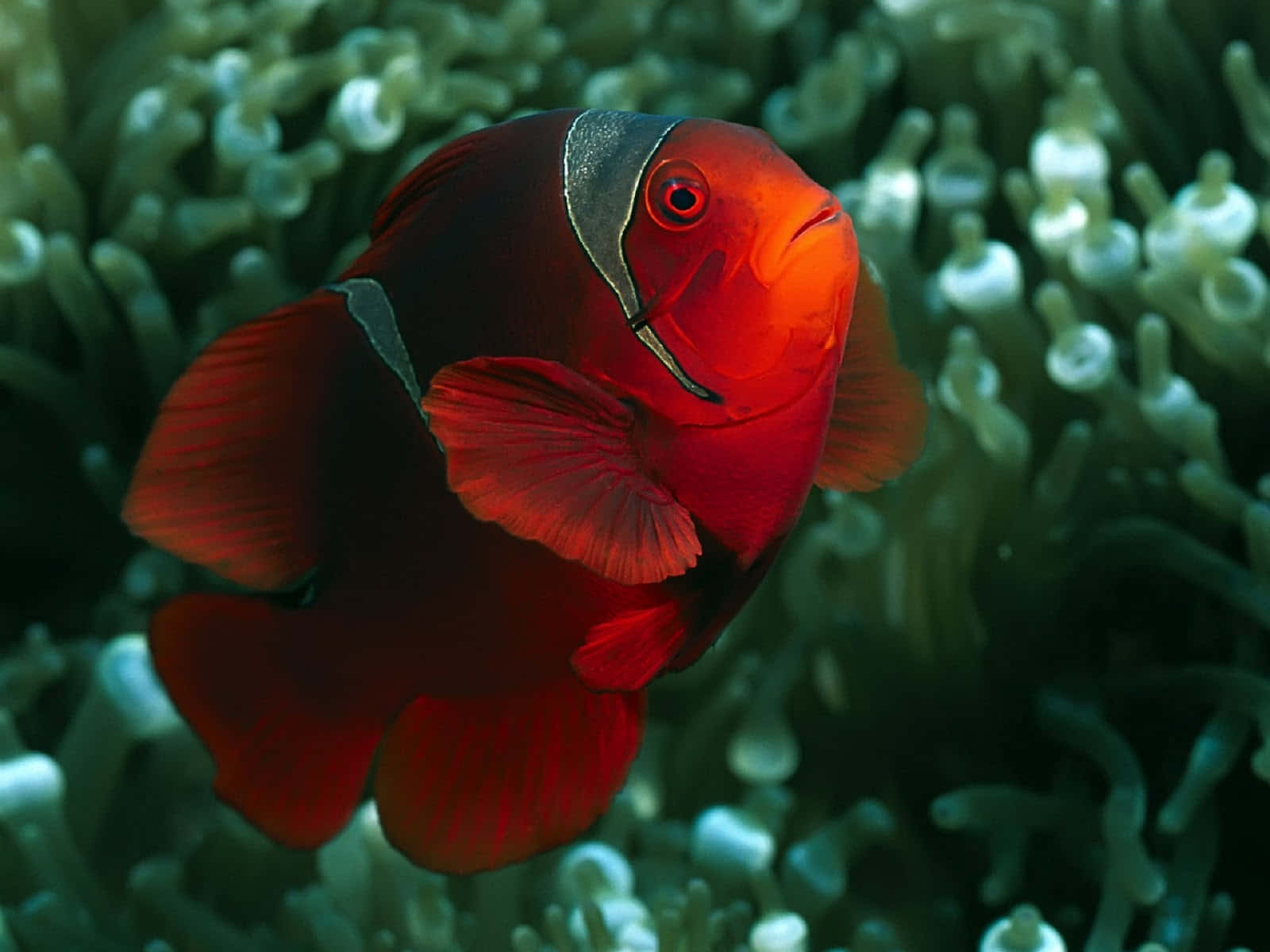 clownfish, red, white stripes, HD Desktop Wallpaper
