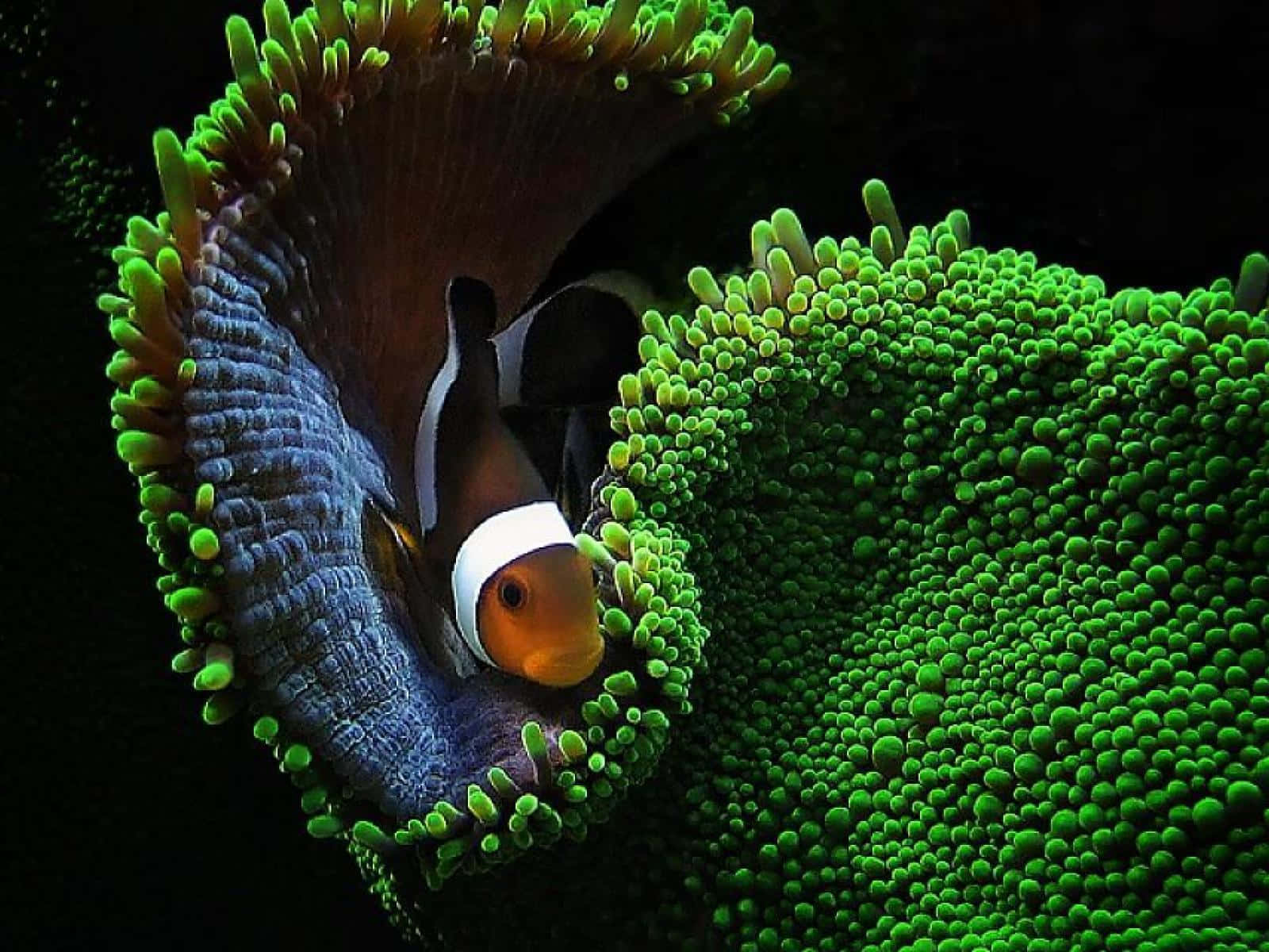 clownfish, anemone tentacles, vibrant orange, HD Desktop Wallpaper