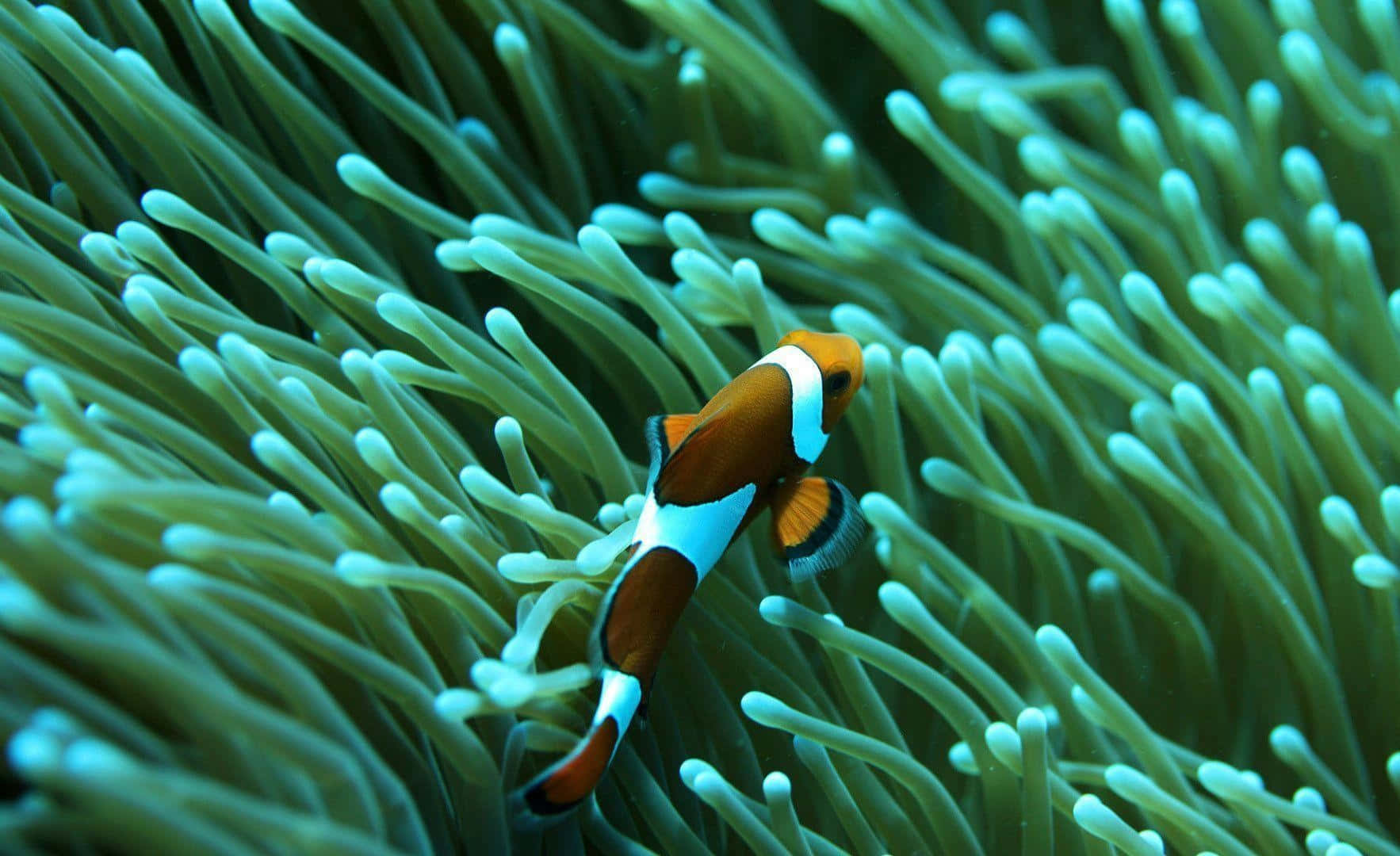 clownfish, anemone tentacles, vibrant orange, HD Desktop Wallpaper