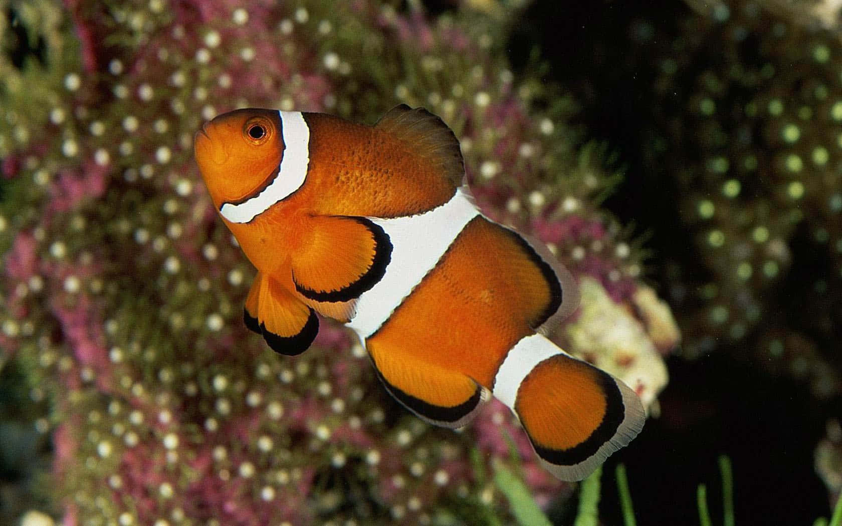 clownfish, tropical coral reefs, orange, HD Desktop Wallpaper