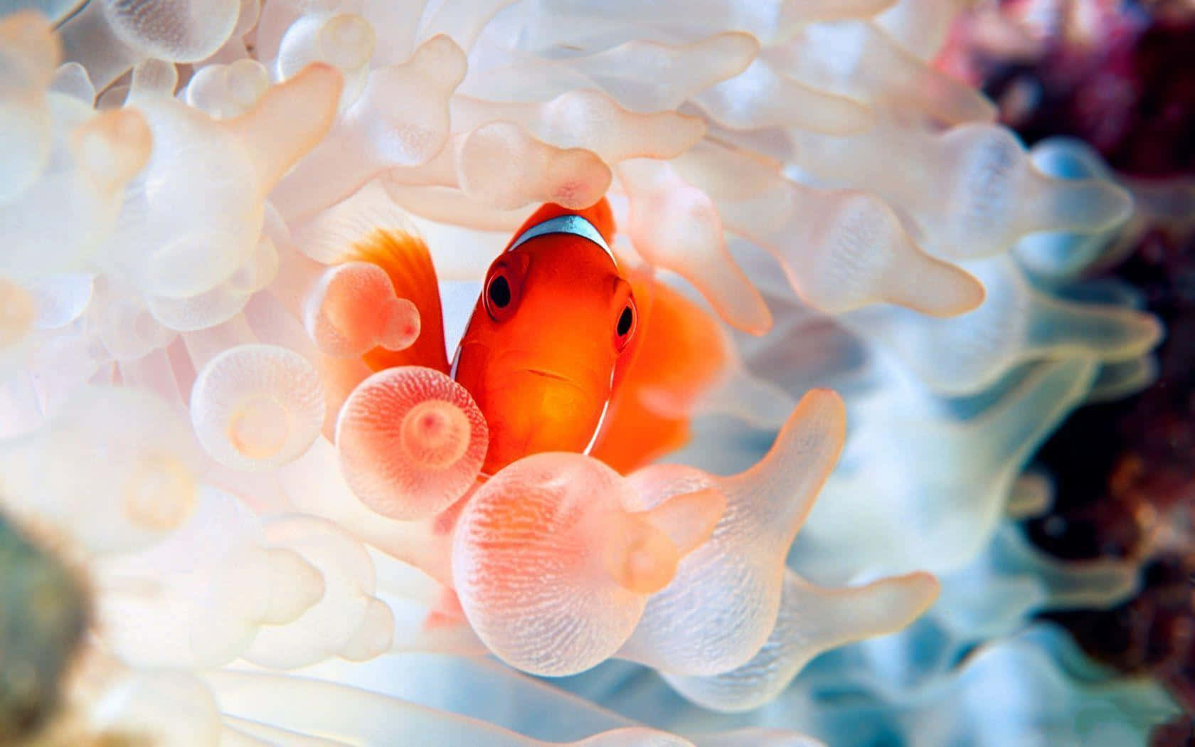 clownfish, anemone tentacles, vibrant orange, HD Desktop Wallpaper