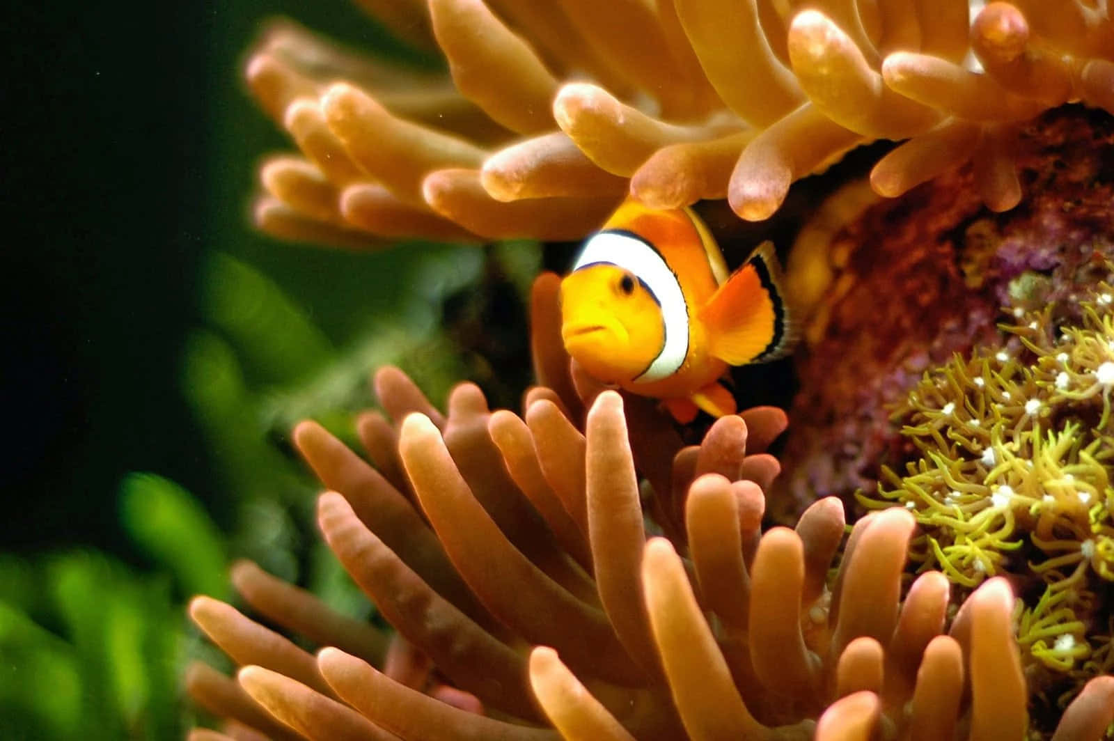 clownfish, anemone, orange, HD Desktop Wallpaper