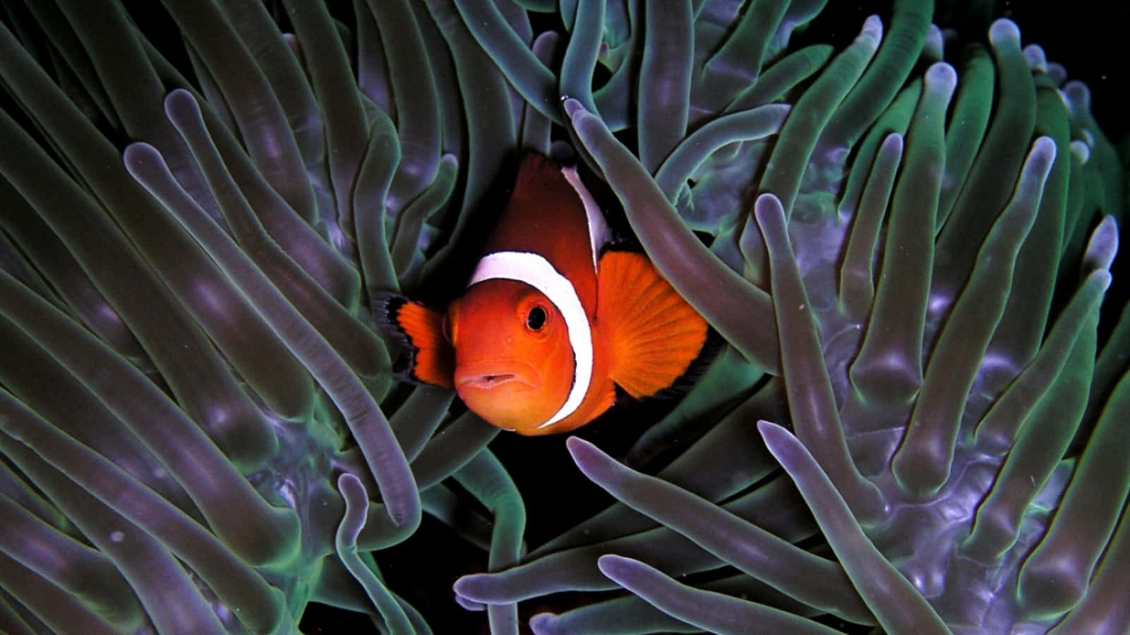 clownfish, anemone tentacles, vibrant orange, HD Desktop Wallpaper