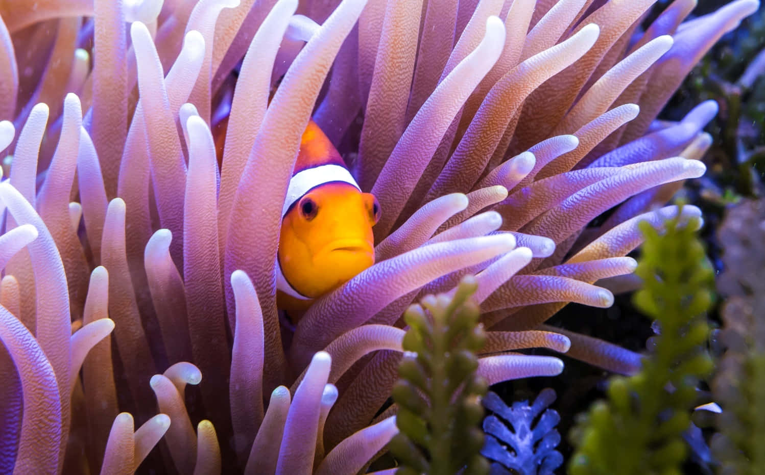 clownfish, coral reefs, orange, HD Desktop Wallpaper